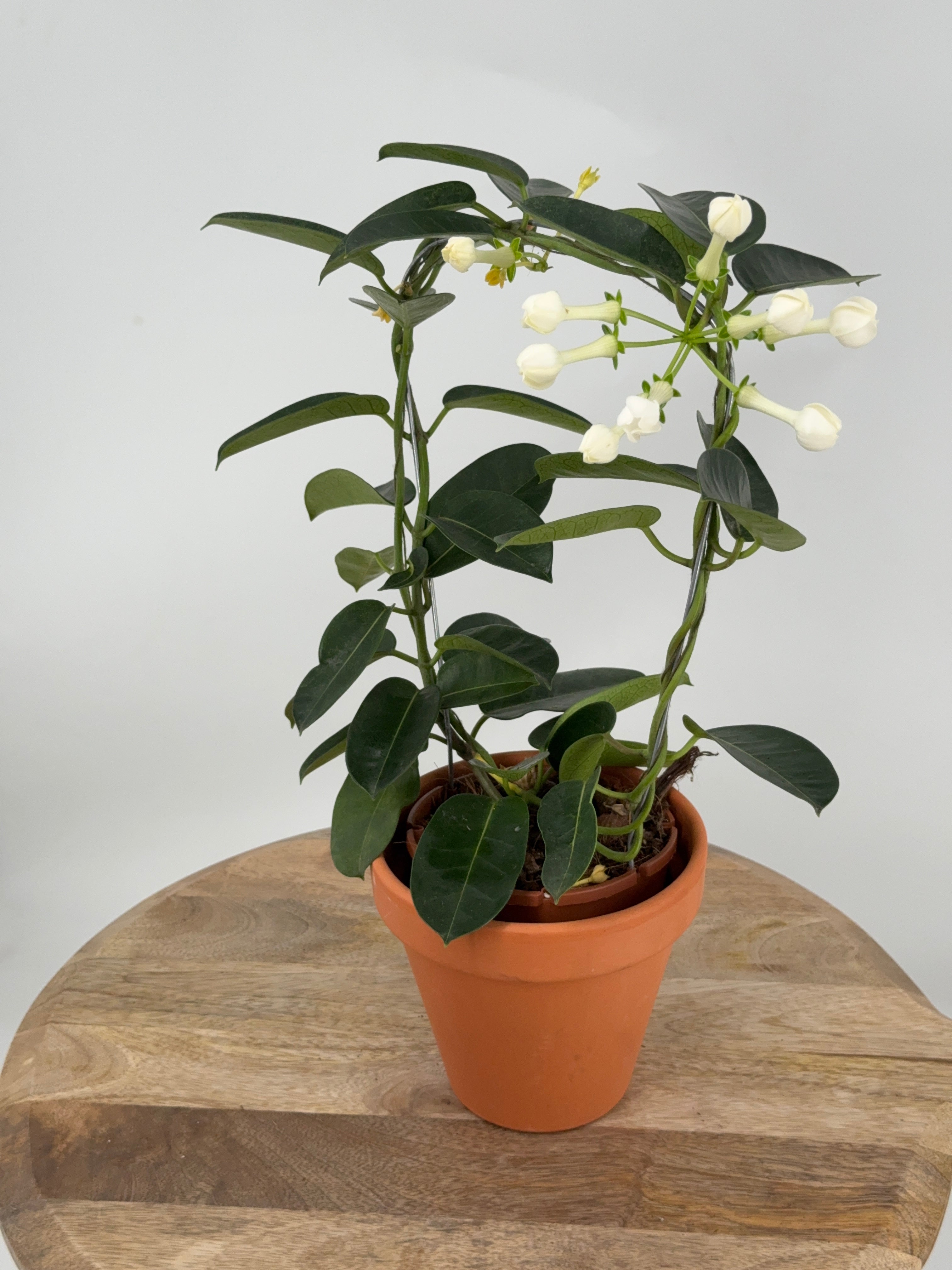 STEPHANOTIS FLOR. BLANCO M12