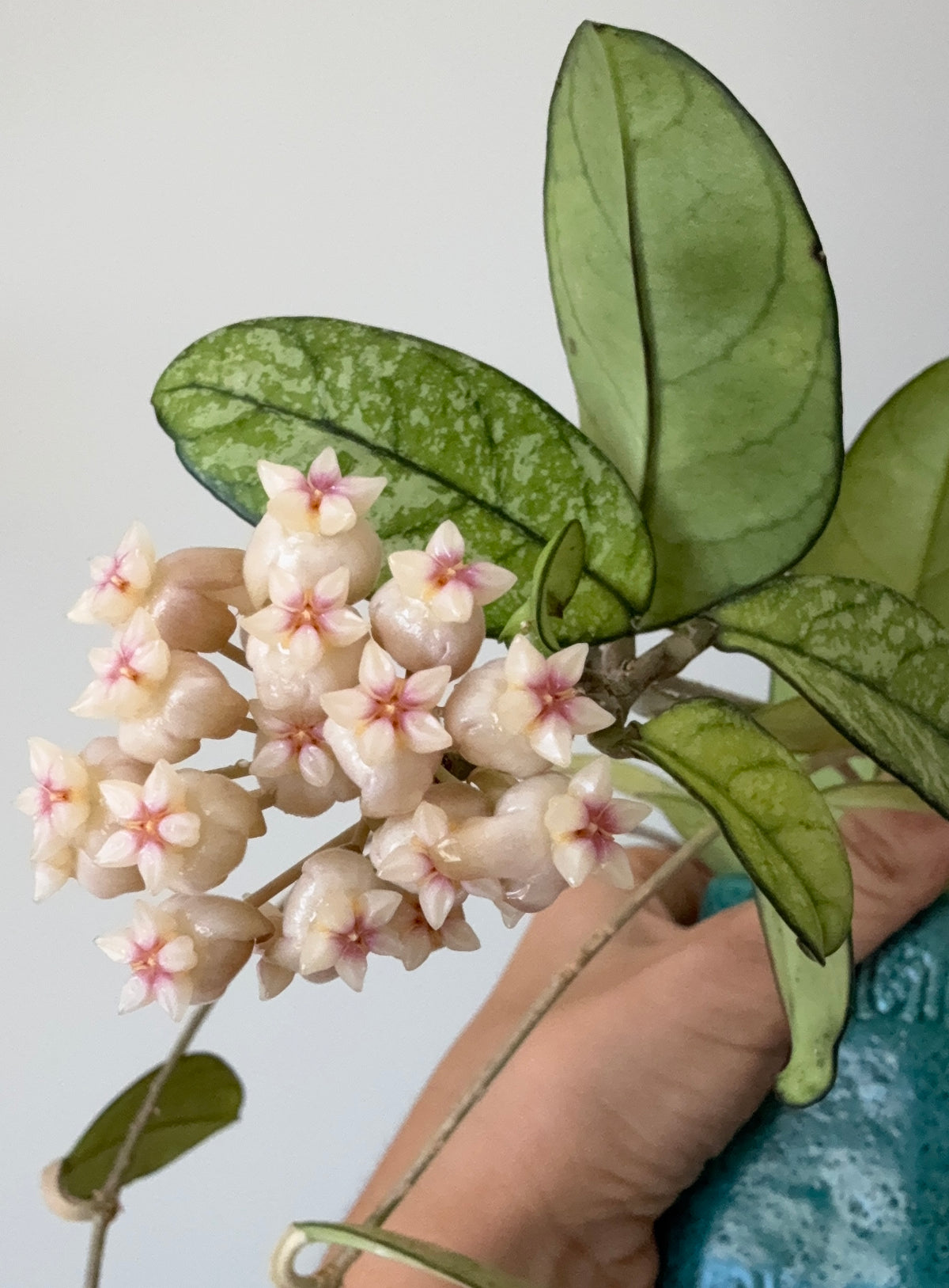 HOYA MIX M9