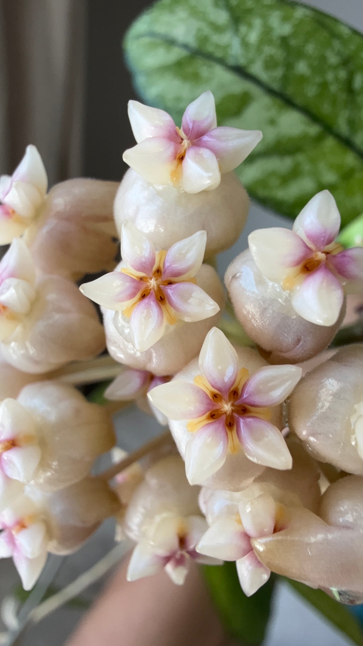 HOYA MIX M9