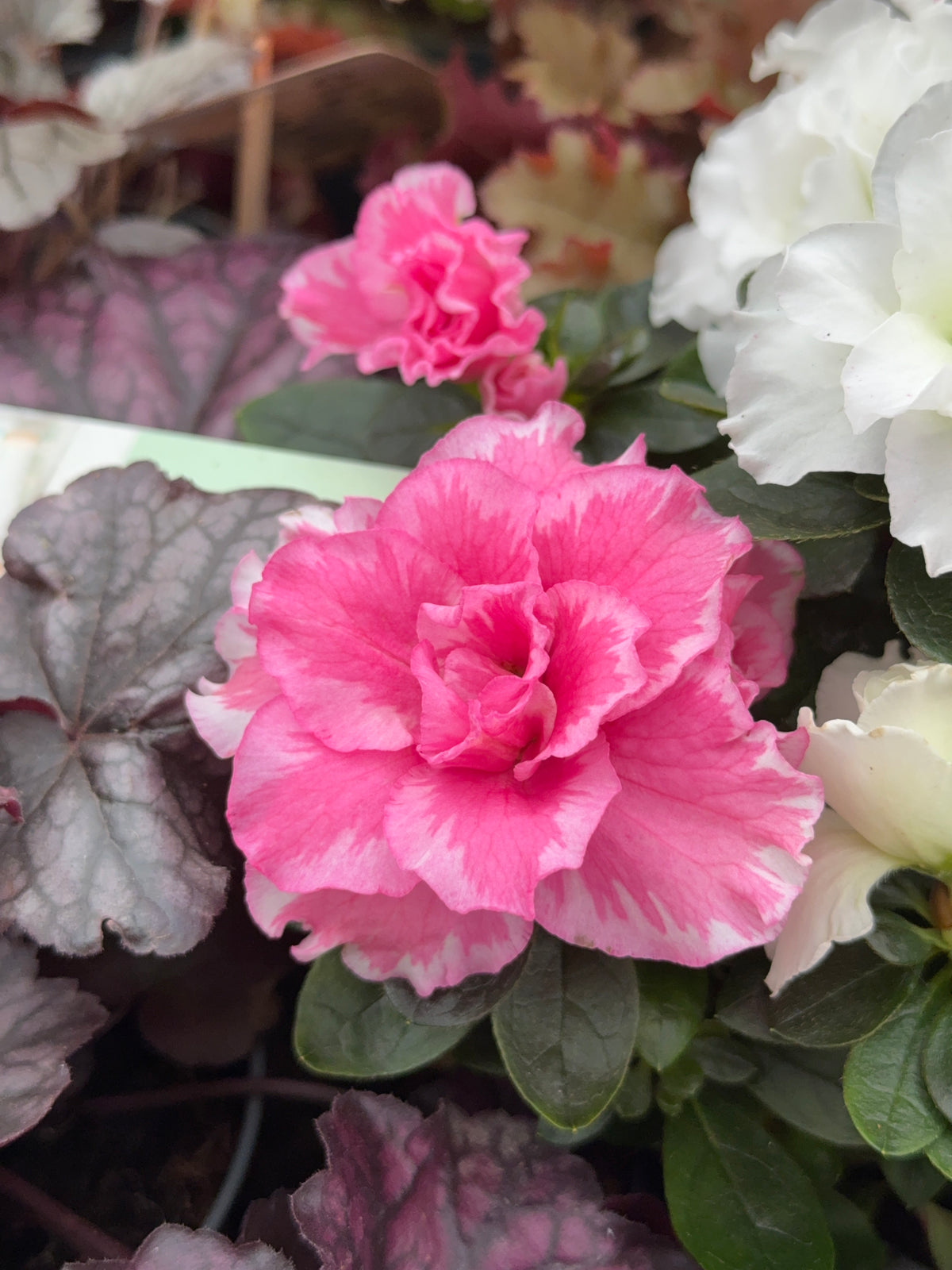 AZALEA MIX M15Y M14
