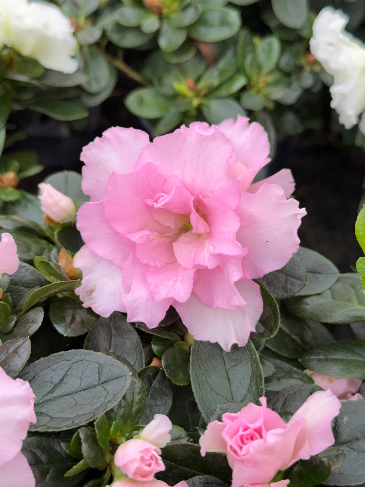 AZALEA MIX M15Y M14