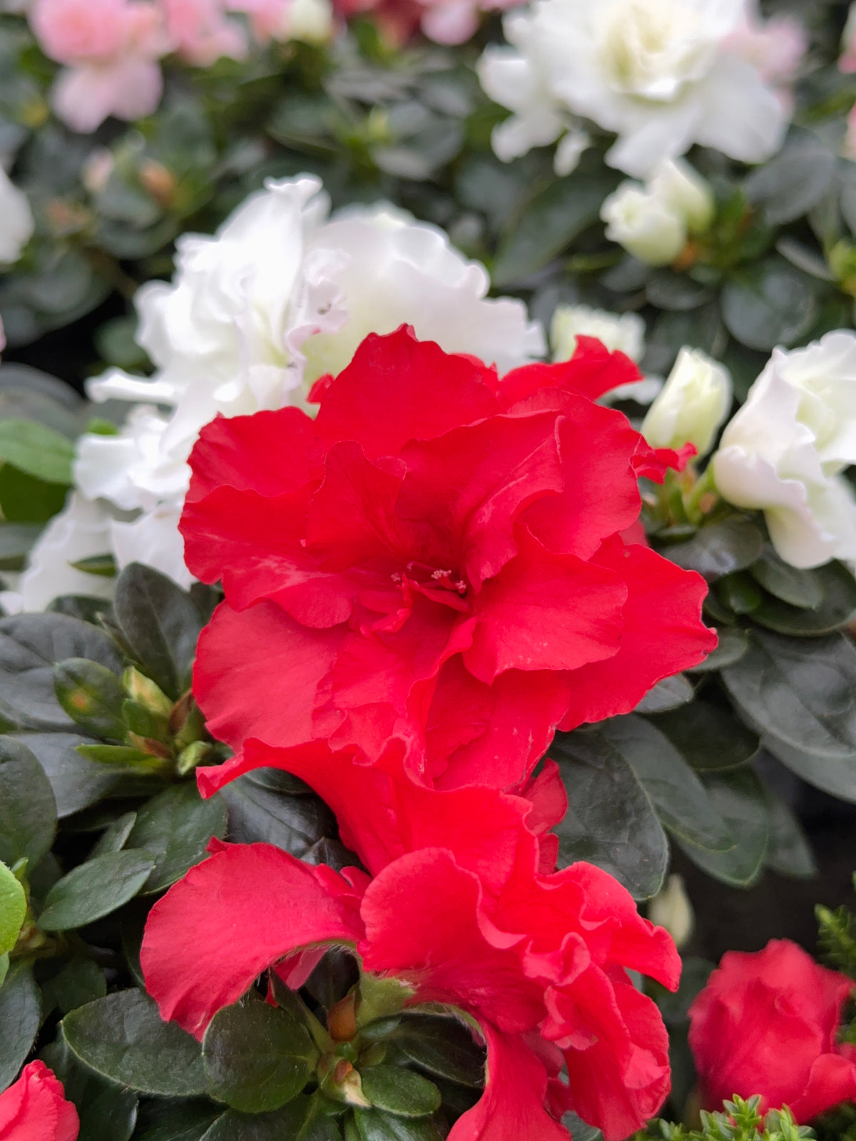 AZALEA MIX M15Y M14