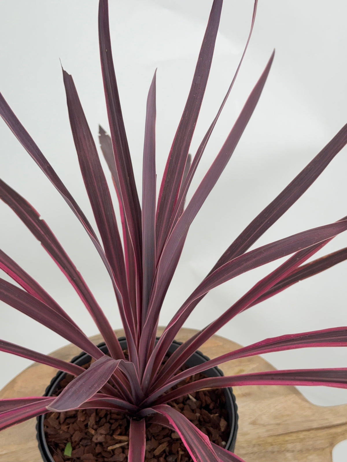 CORDYLINE PASO DOBLE M19