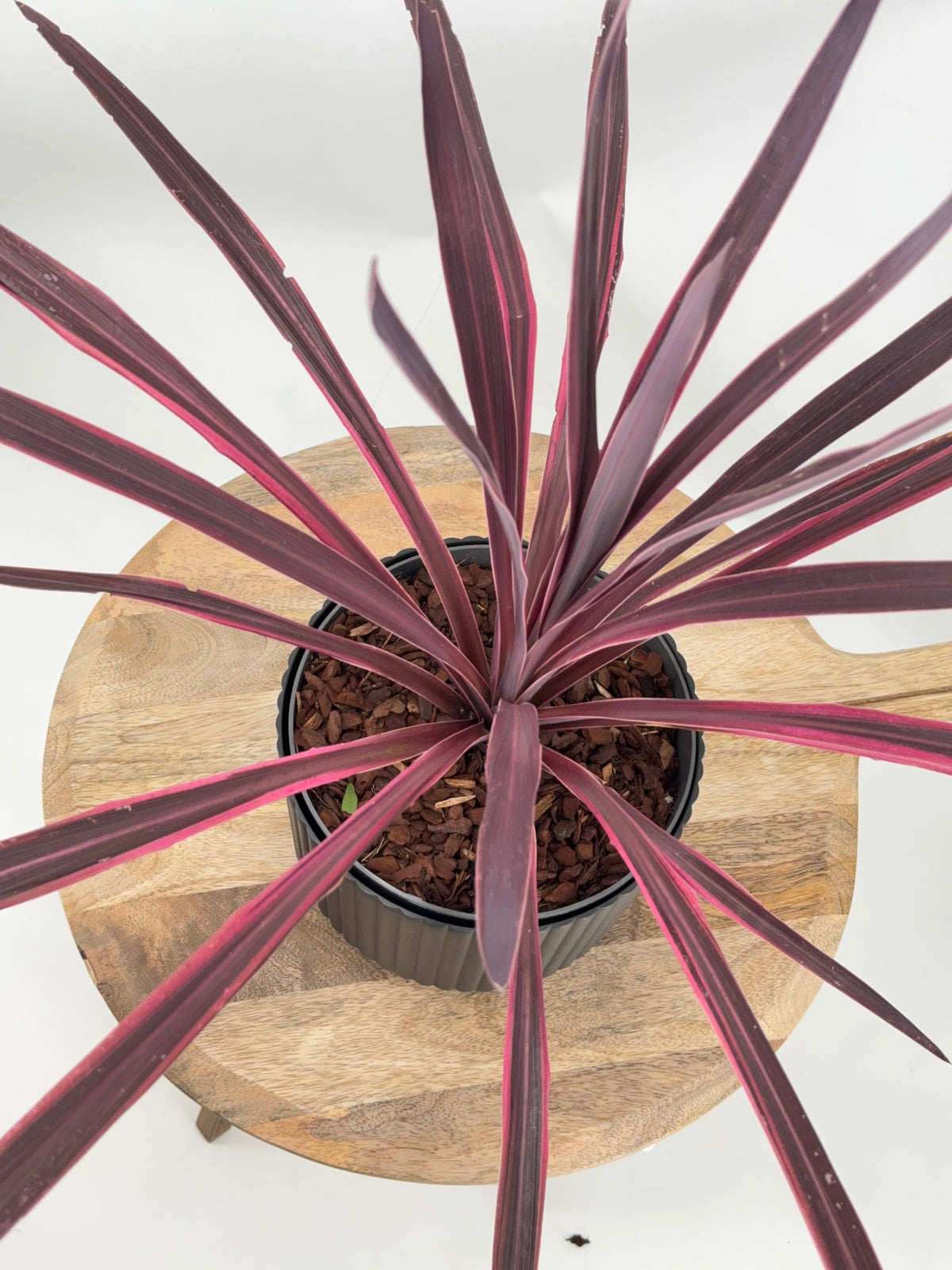 CORDYLINE PASO DOBLE M19