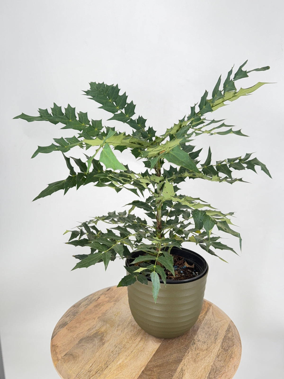 MAHONIA MEDIA CHARITY 3L