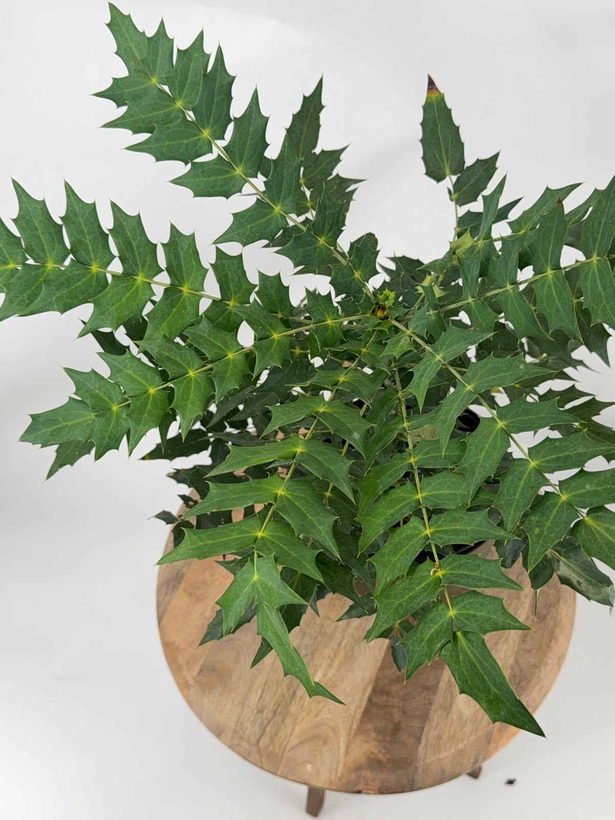 MAHONIA MEDIA CHARITY 3L