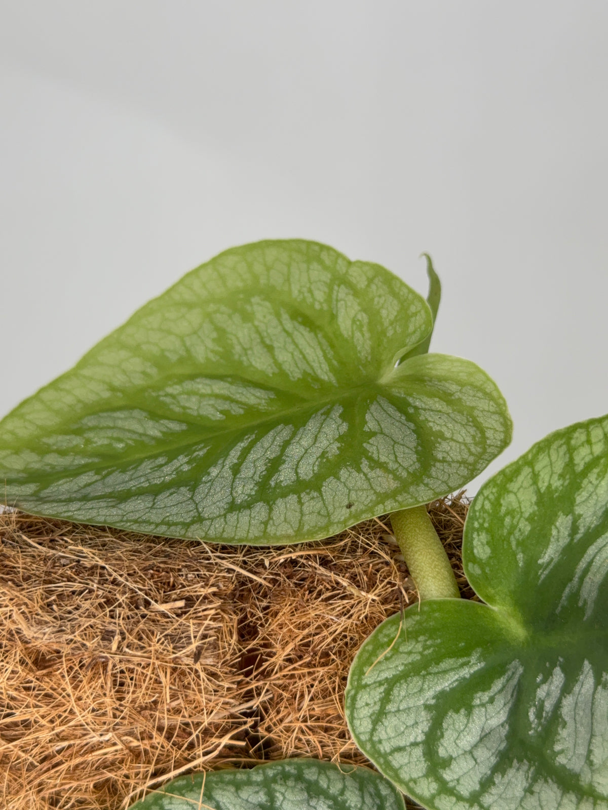 KRATISTE MONSTERA DUBIA M14