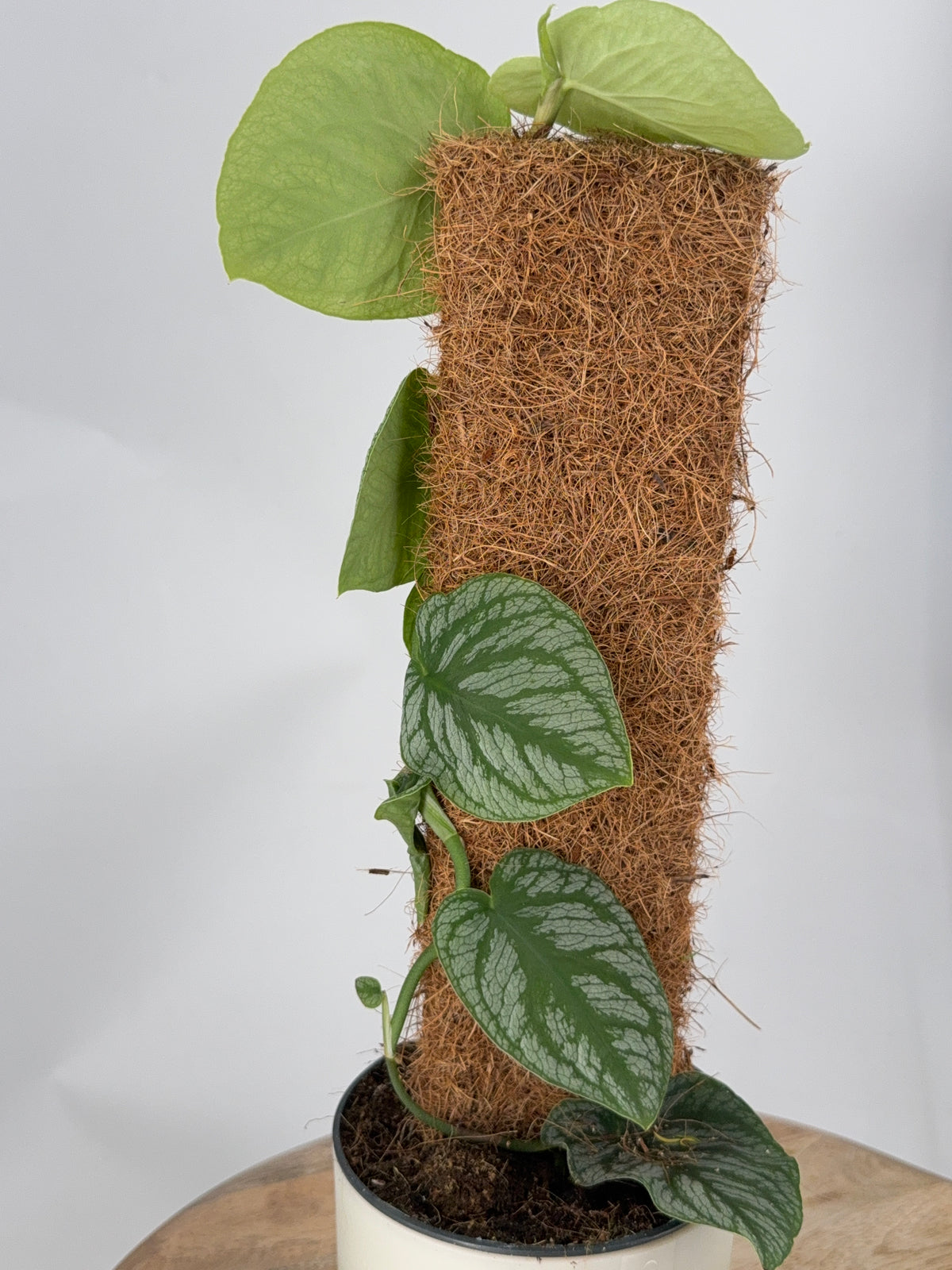 KRATISTE MONSTERA DUBIA M14