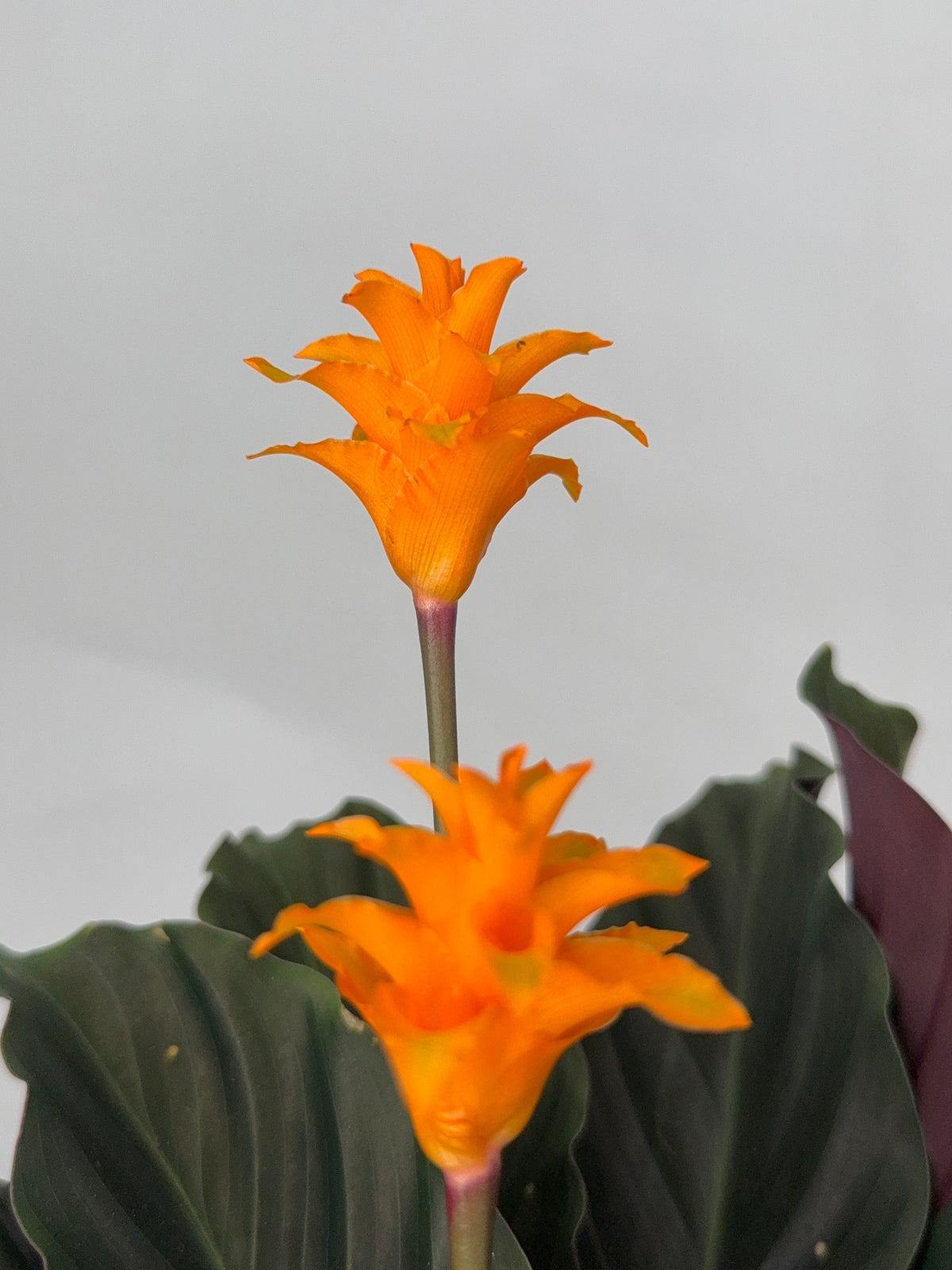 CALATHEA CROCATA TASSMANIA M14