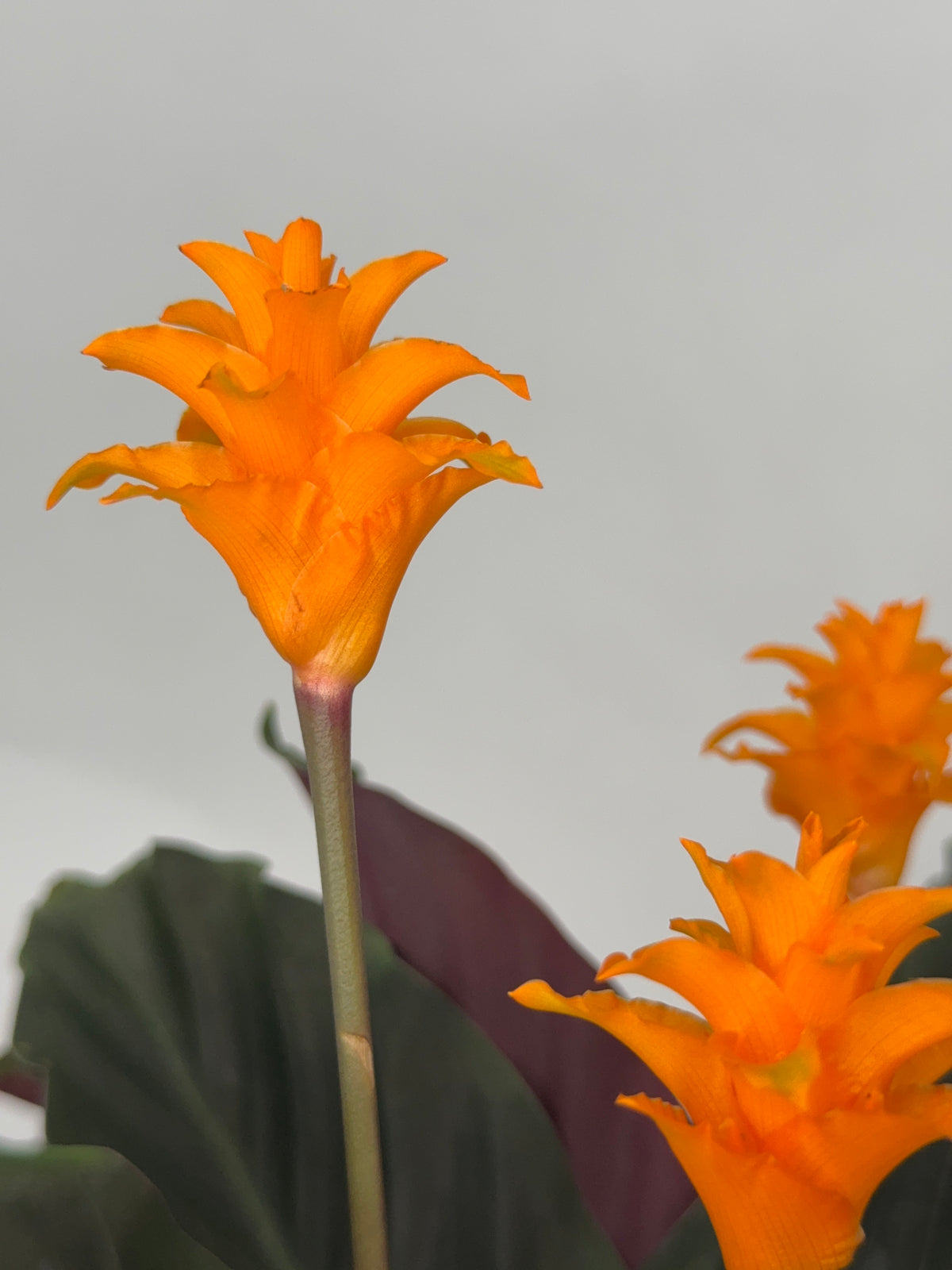 CALATHEA CROCATA TASSMANIA M14