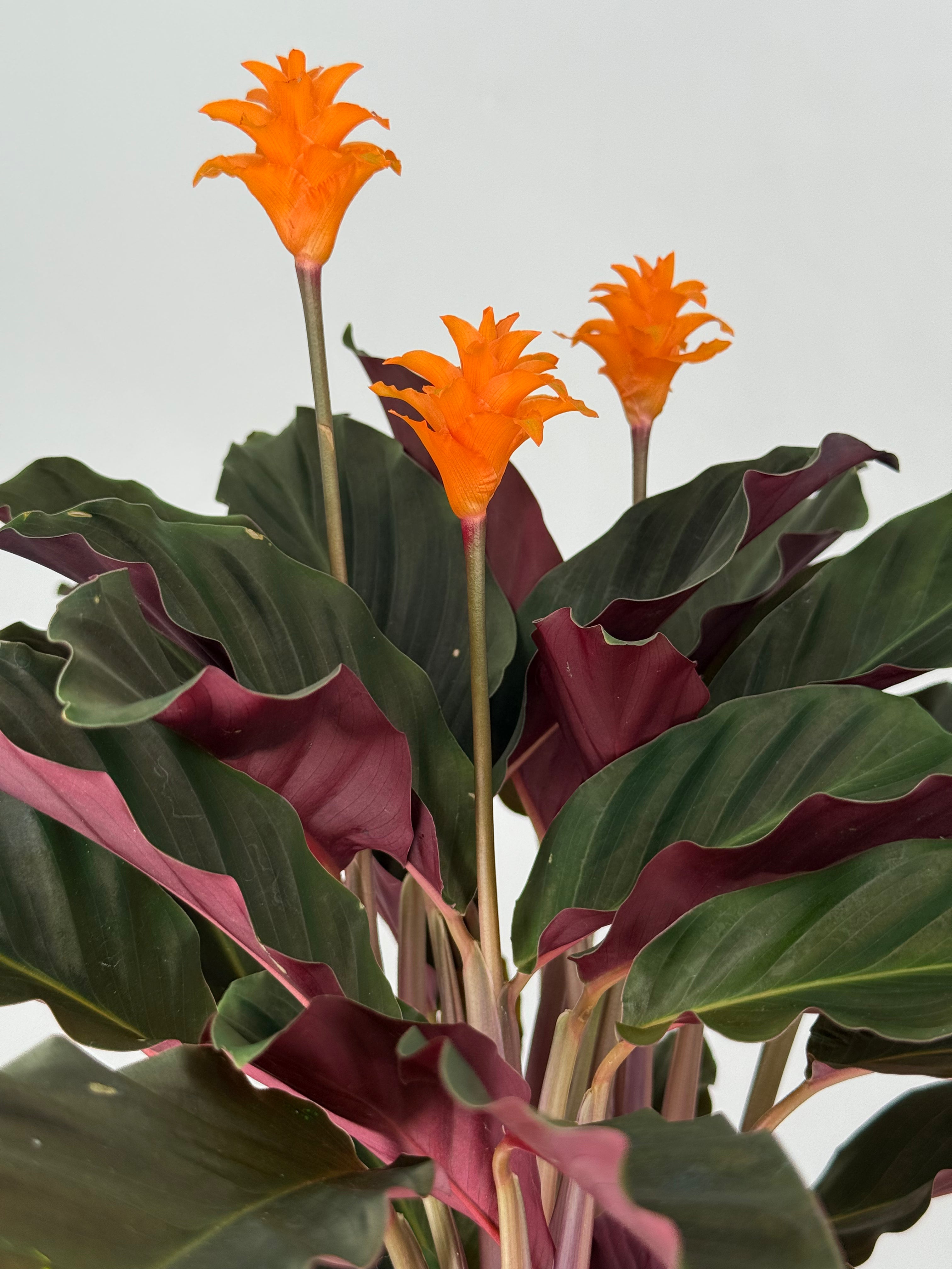 CALATHEA CROCATA TASSMANIA M14