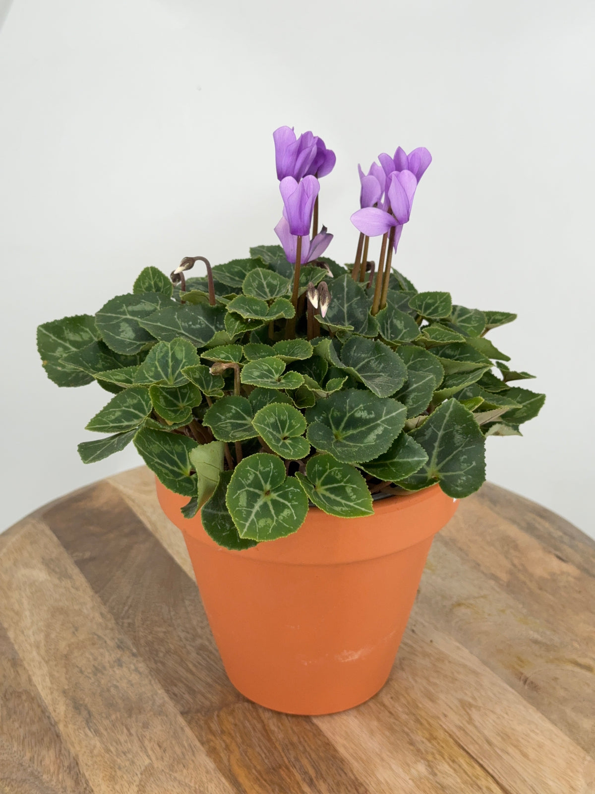 CYCLAMEN MINI M 13