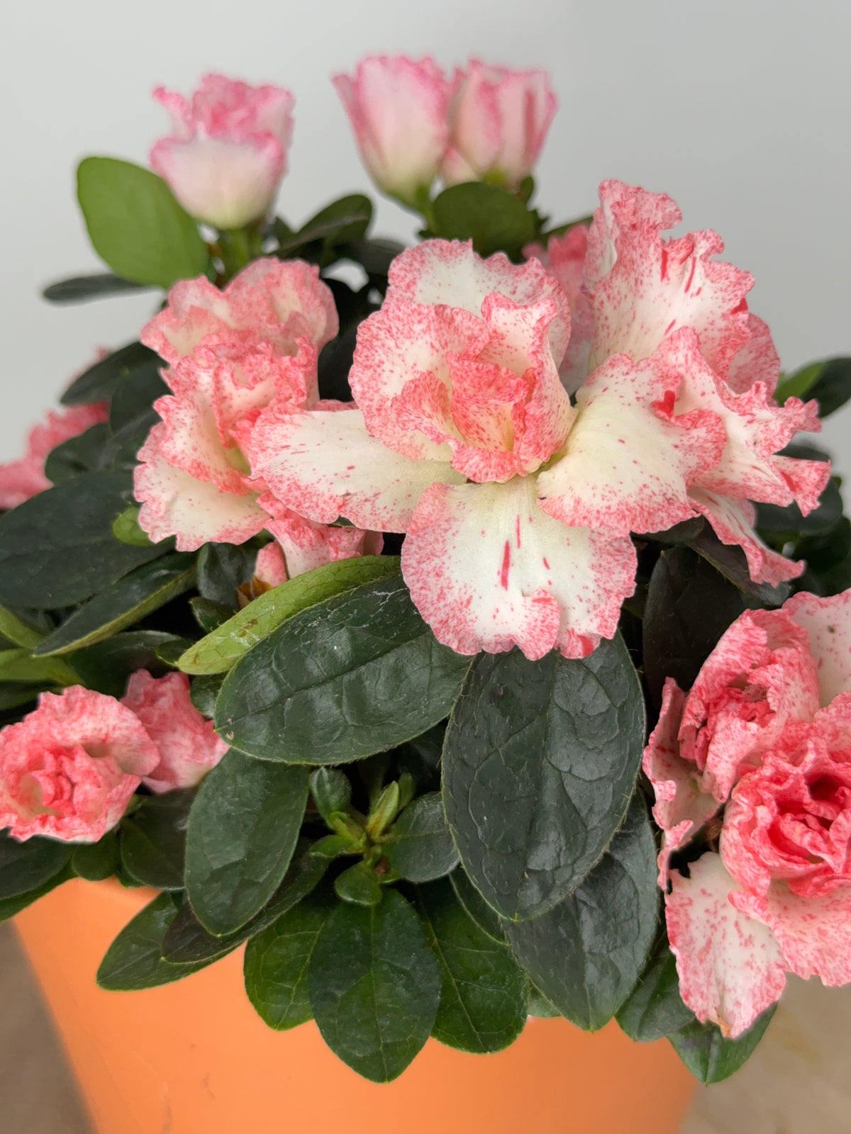 AZALEA MIX M15Y M14