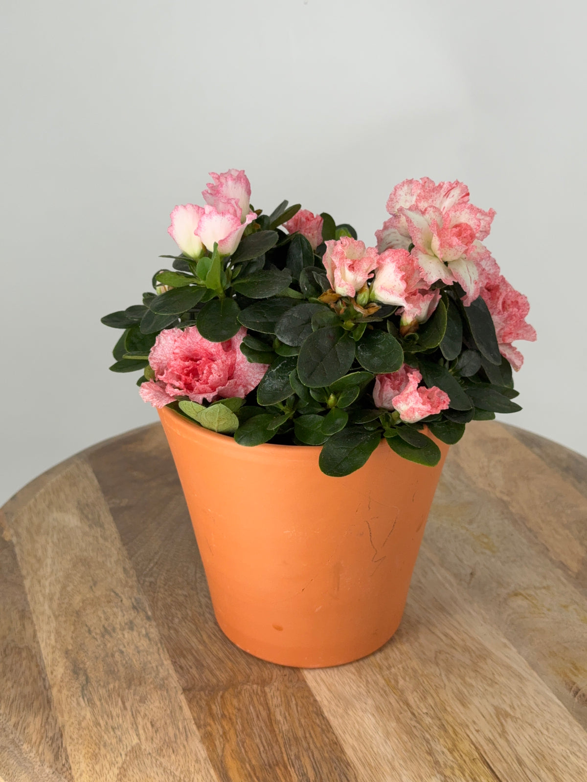 AZALEA MIX M15Y M14