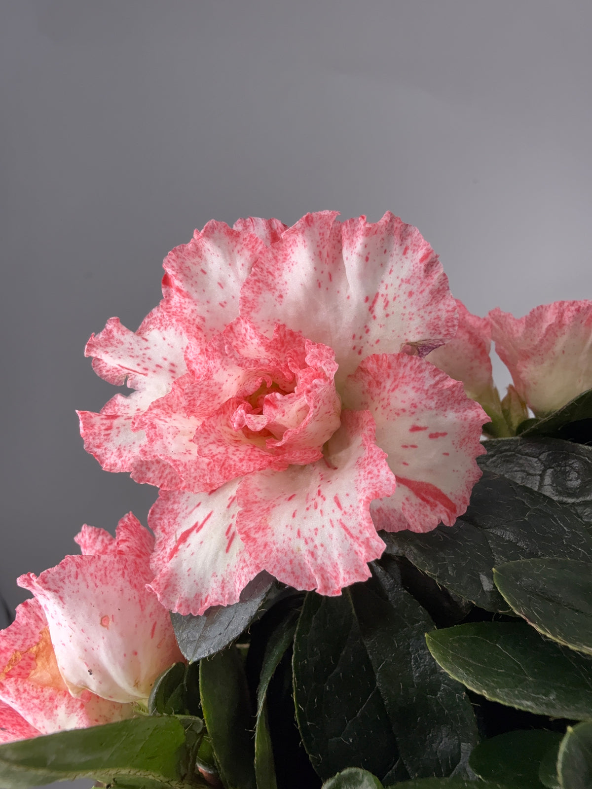 AZALEA MIX M15Y M14