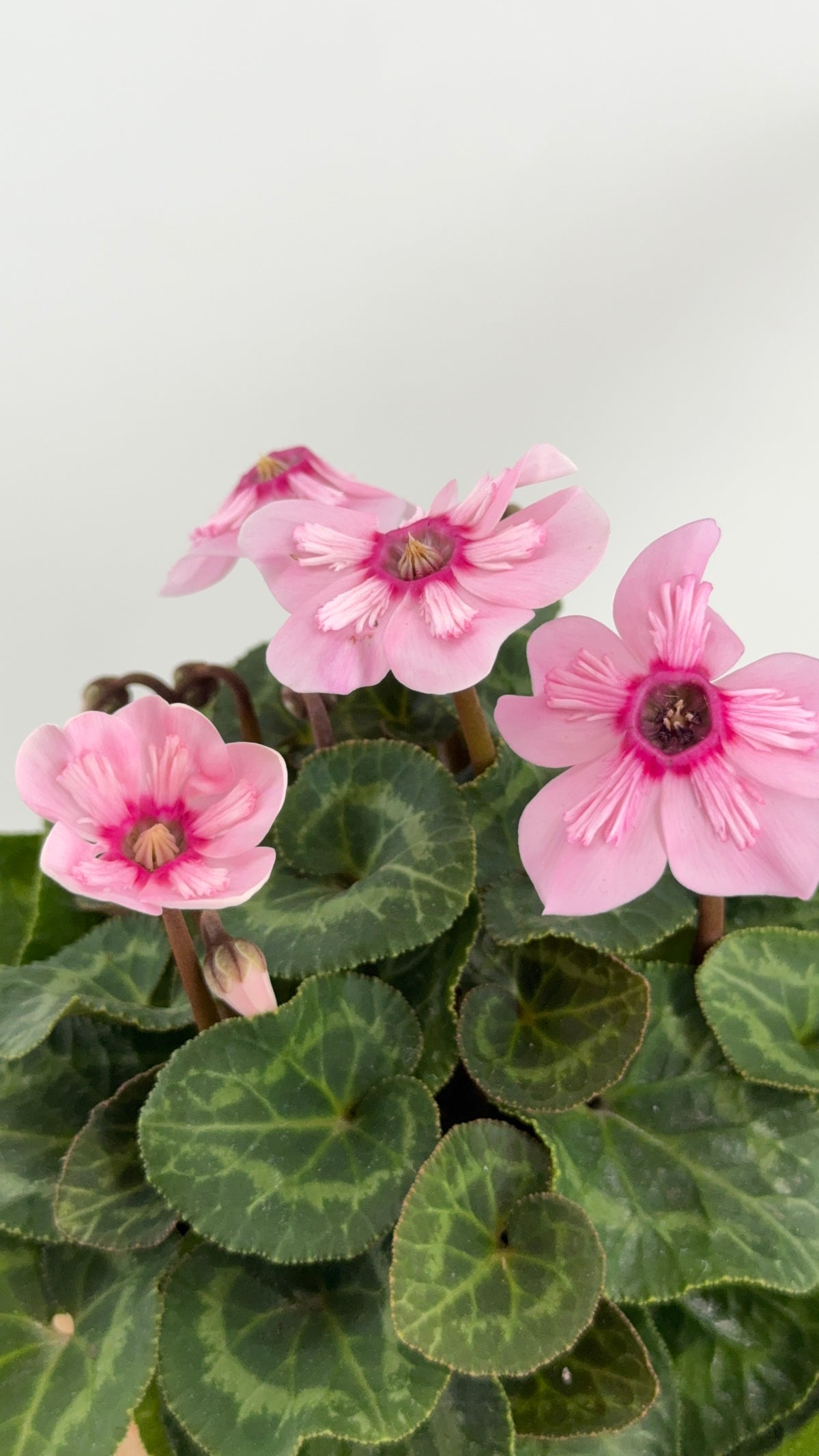 CYCLAMEN MINI M 13