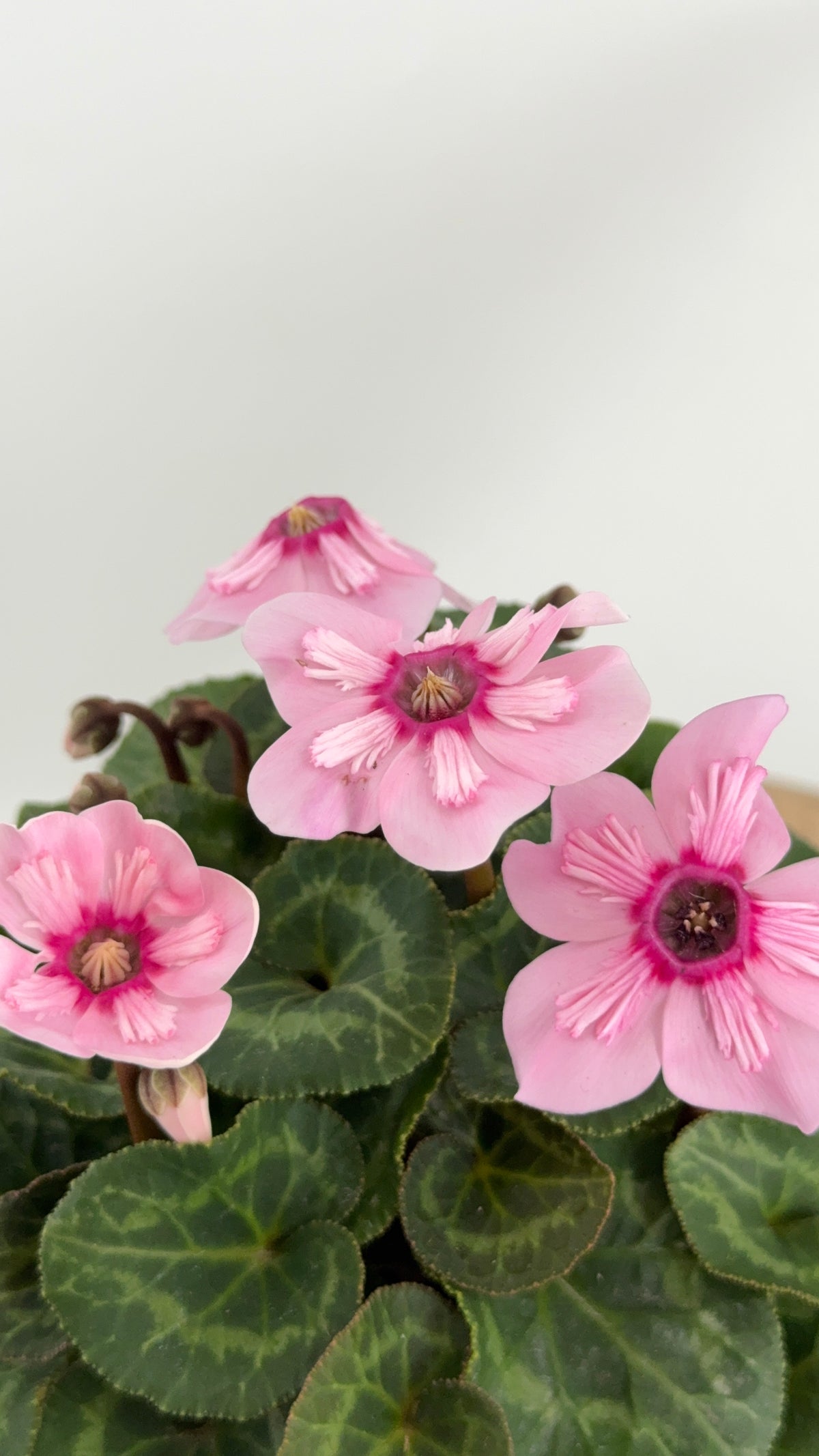 CYCLAMEN MINI M 13