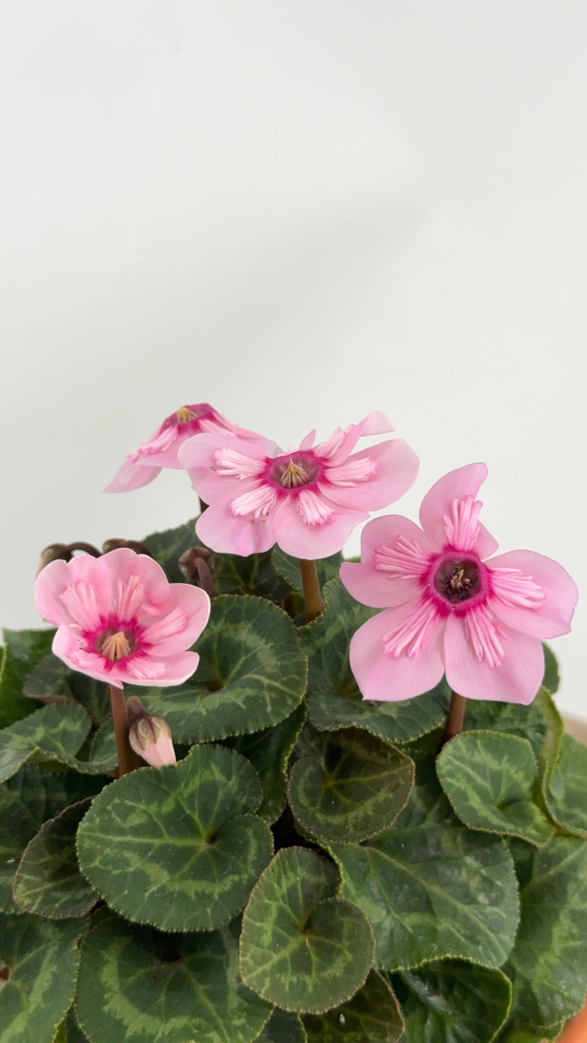 CYCLAMEN MINI M 13
