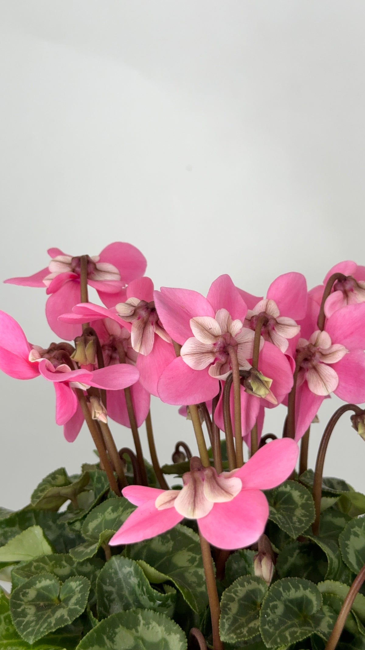 CYCLAMEN MINI M 13