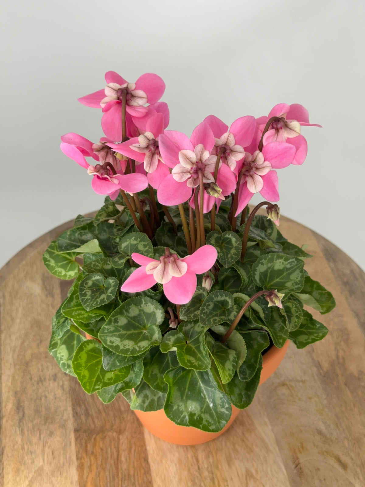 CYCLAMEN MINI M 13