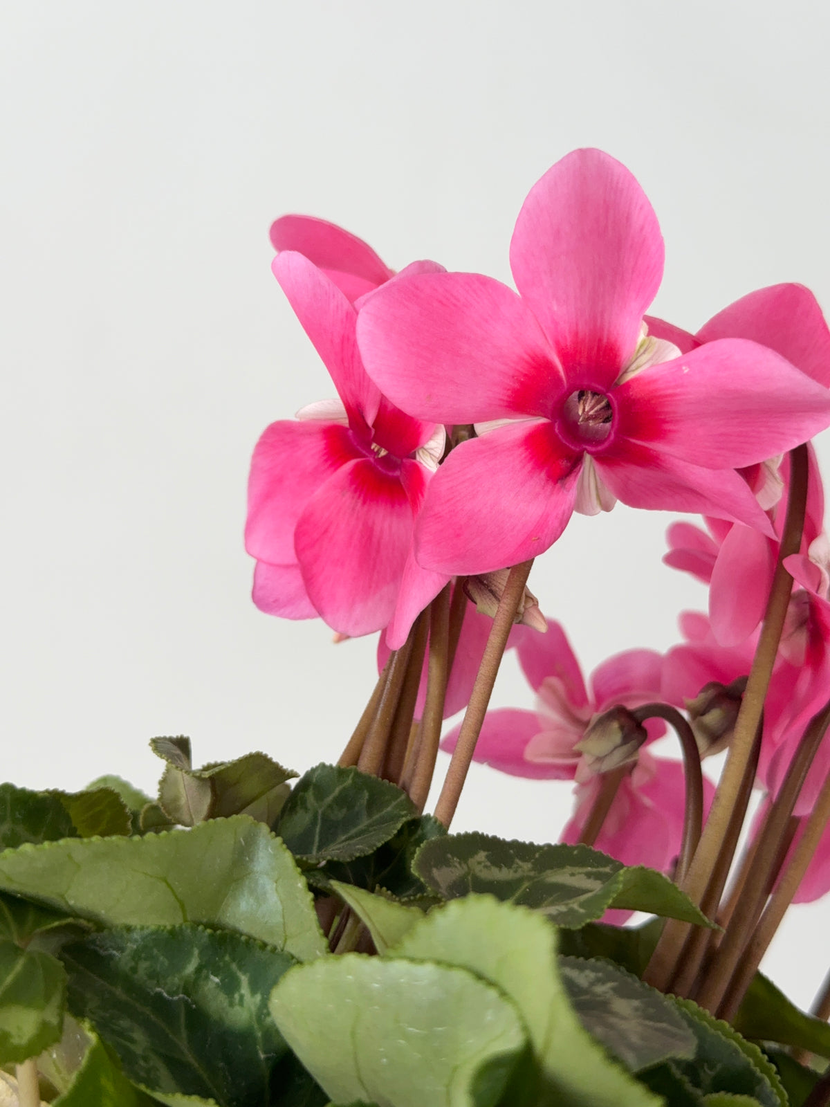 CYCLAMEN MINI M 13
