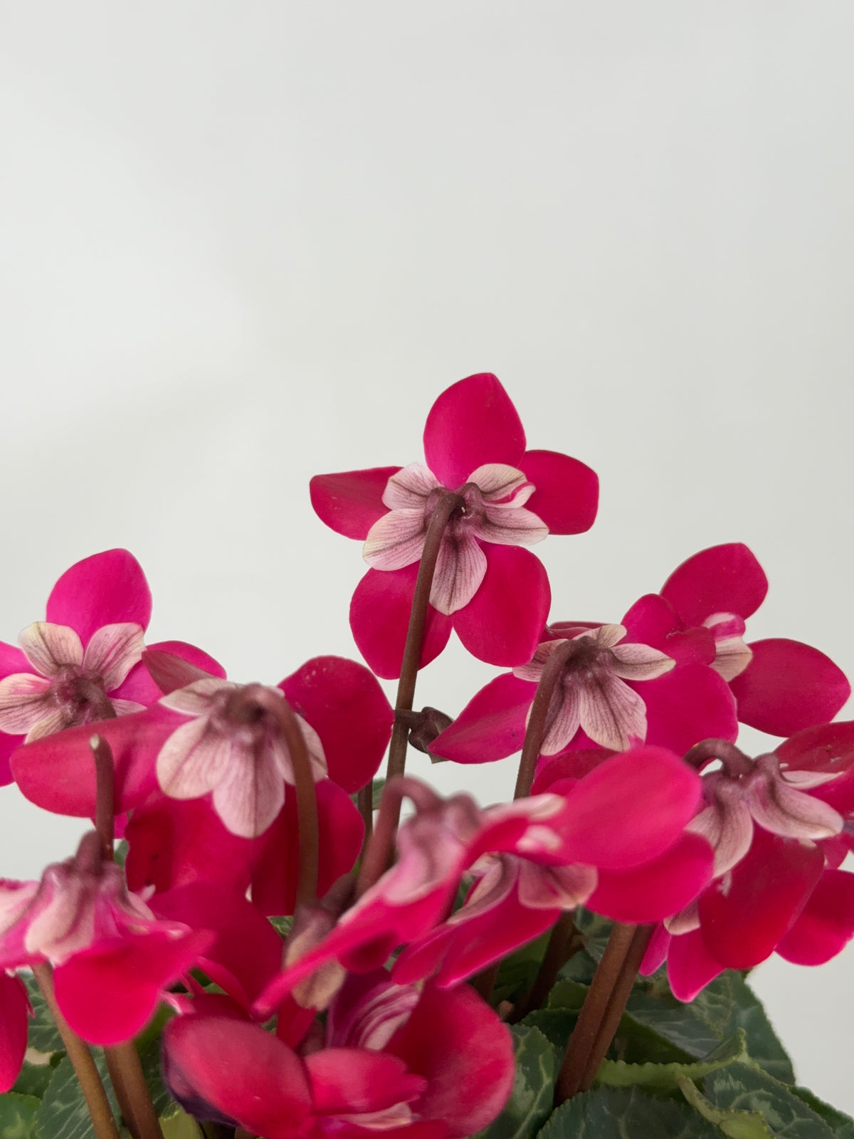 CYCLAMEN MINI M 13
