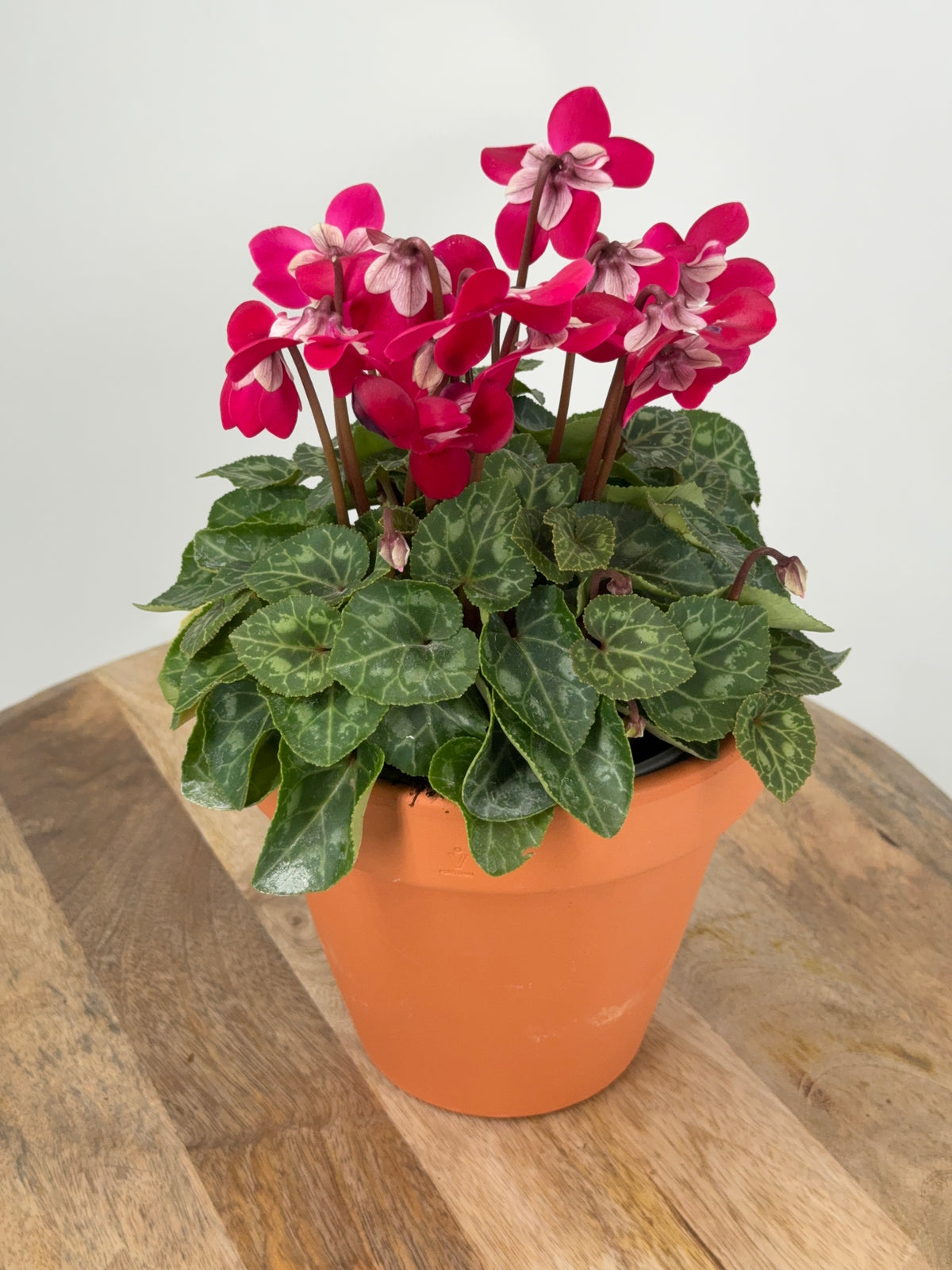 CYCLAMEN MINI M 13