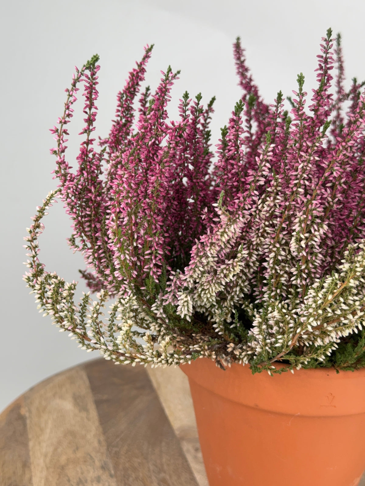 CALLUNA VULGARIS M-12