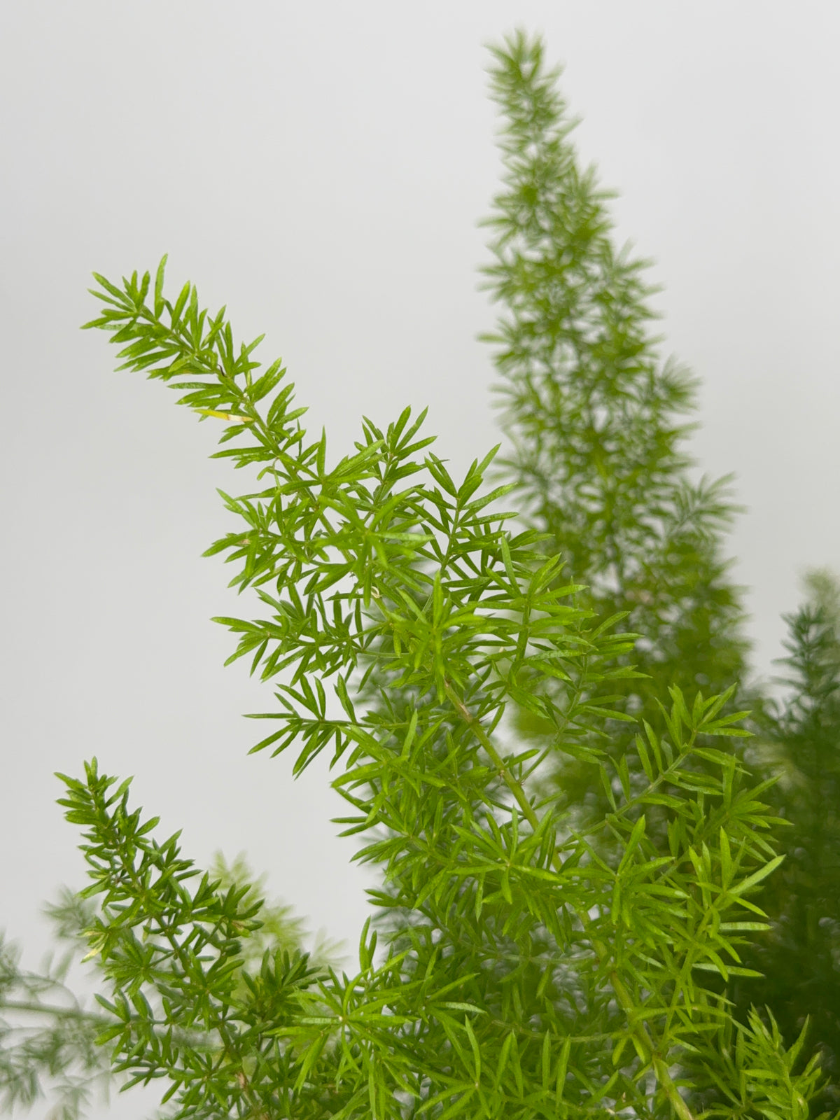 ESPARRAGUERA MEYERI M17