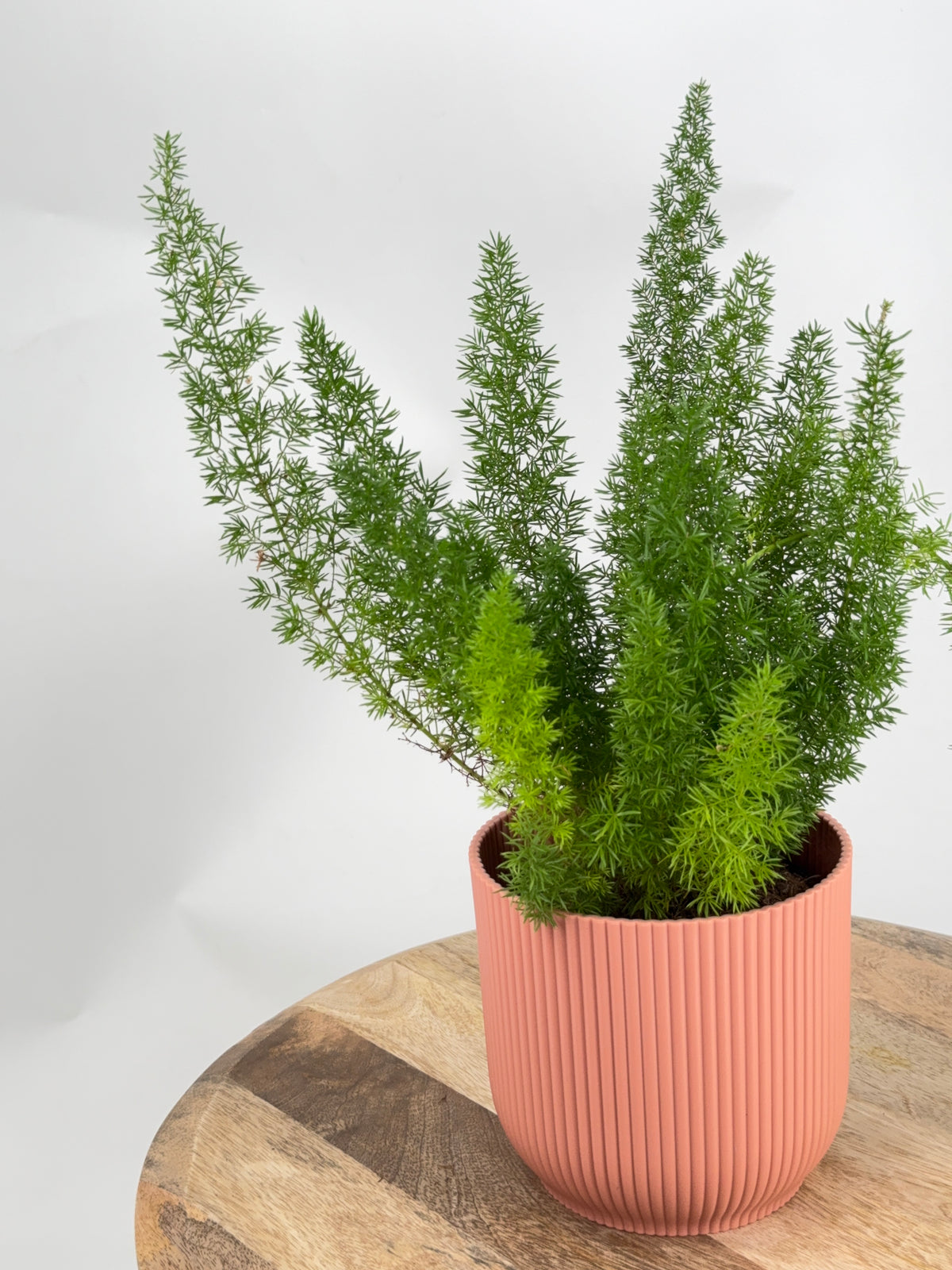 ASPARAGUS MEYERS M12