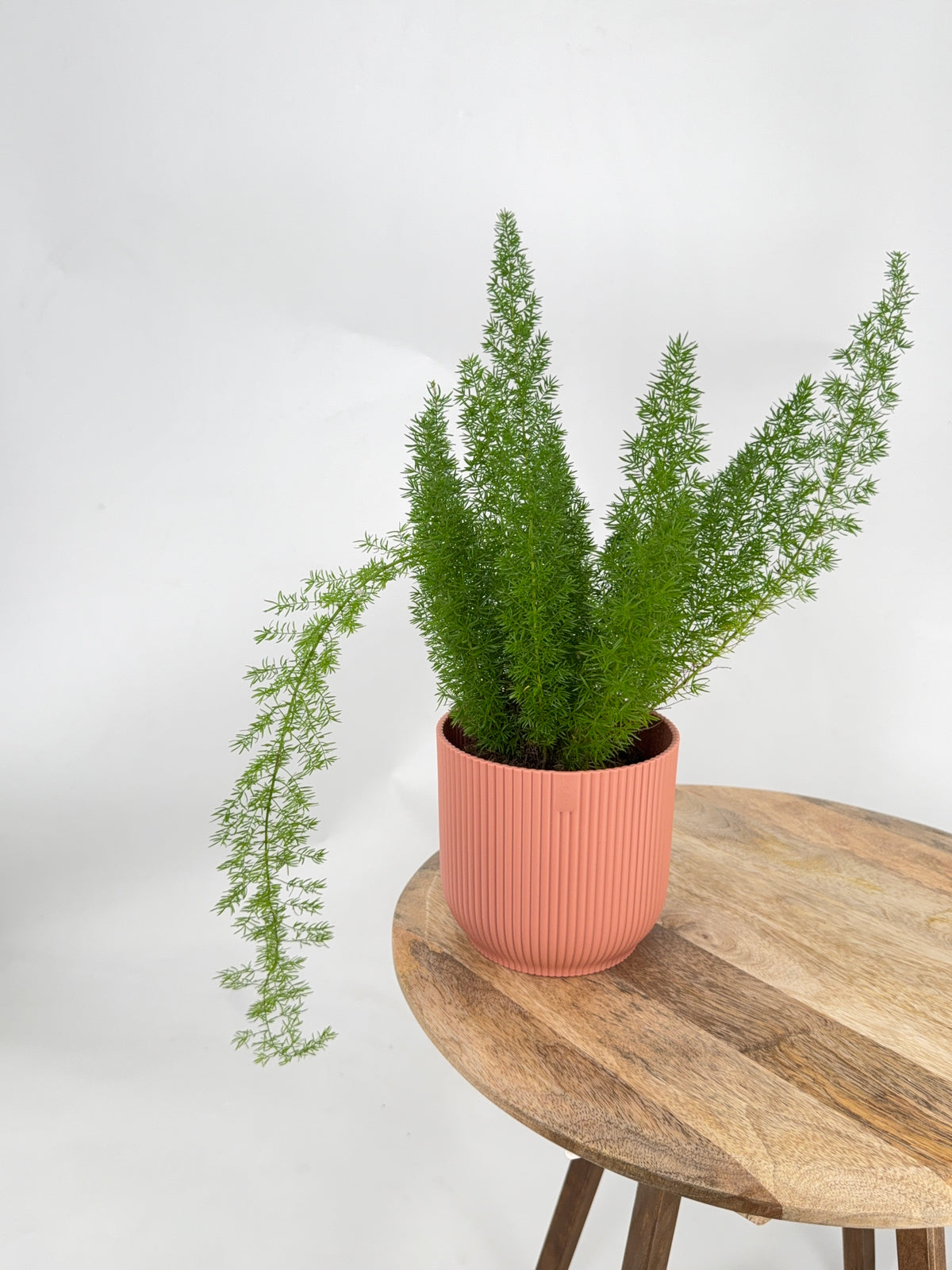 ASPARAGUS MEYERS M12