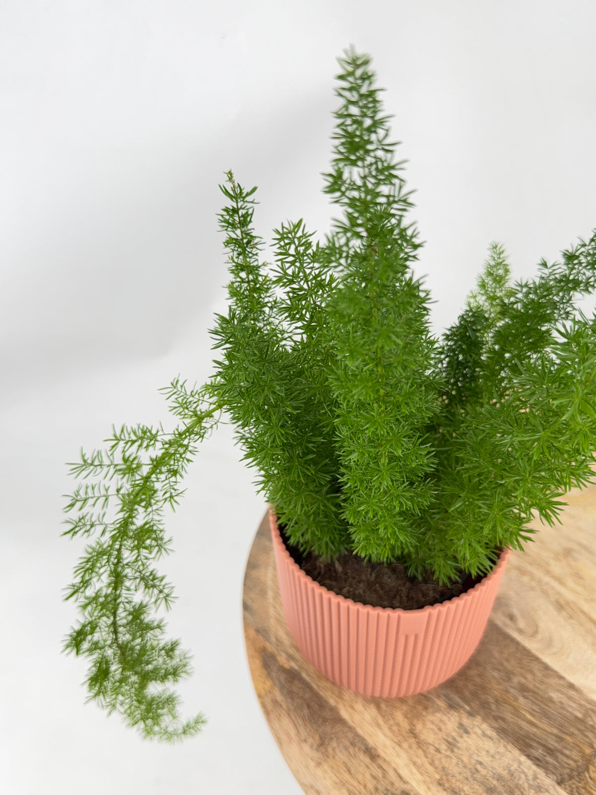 ASPARAGUS MEYERS M12