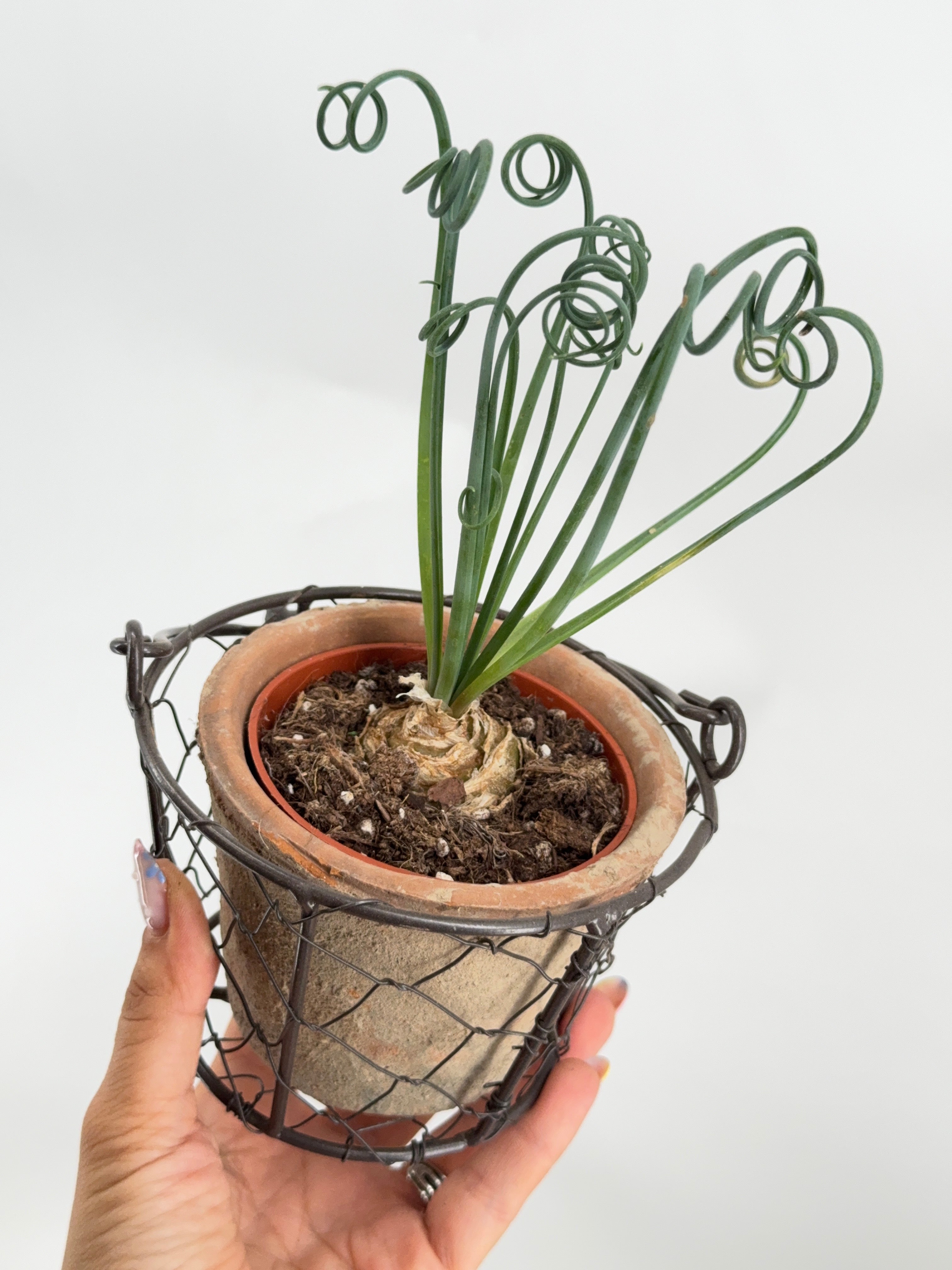 ALBUCA FRIZZLE SIZZLE SPIRALIS