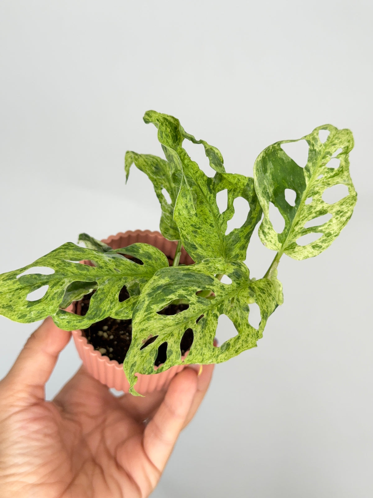 MONSTERA FROZEN FRECKLES M6