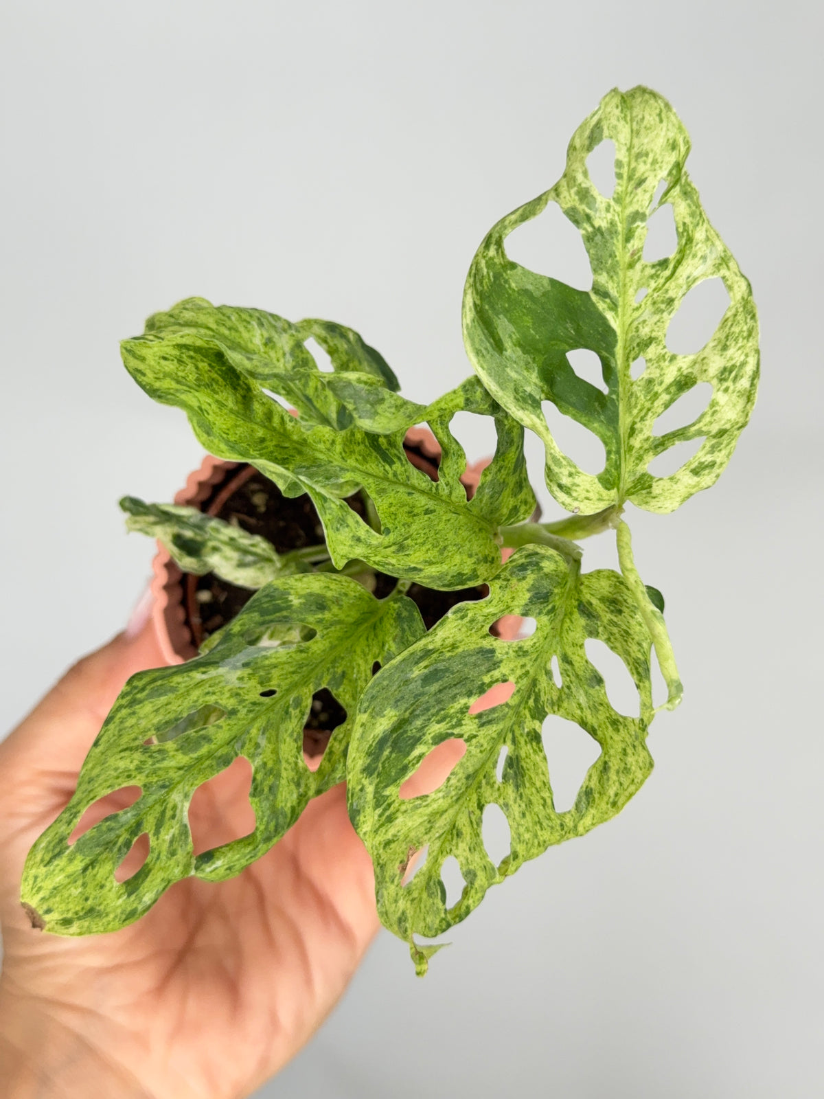 MONSTERA FROZEN FRECKLES M6
