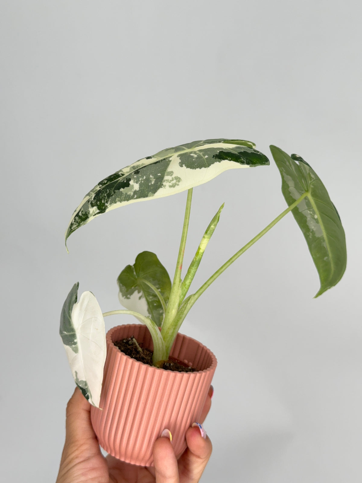 ALOCASIA FRYDEK VARIEGATA M8