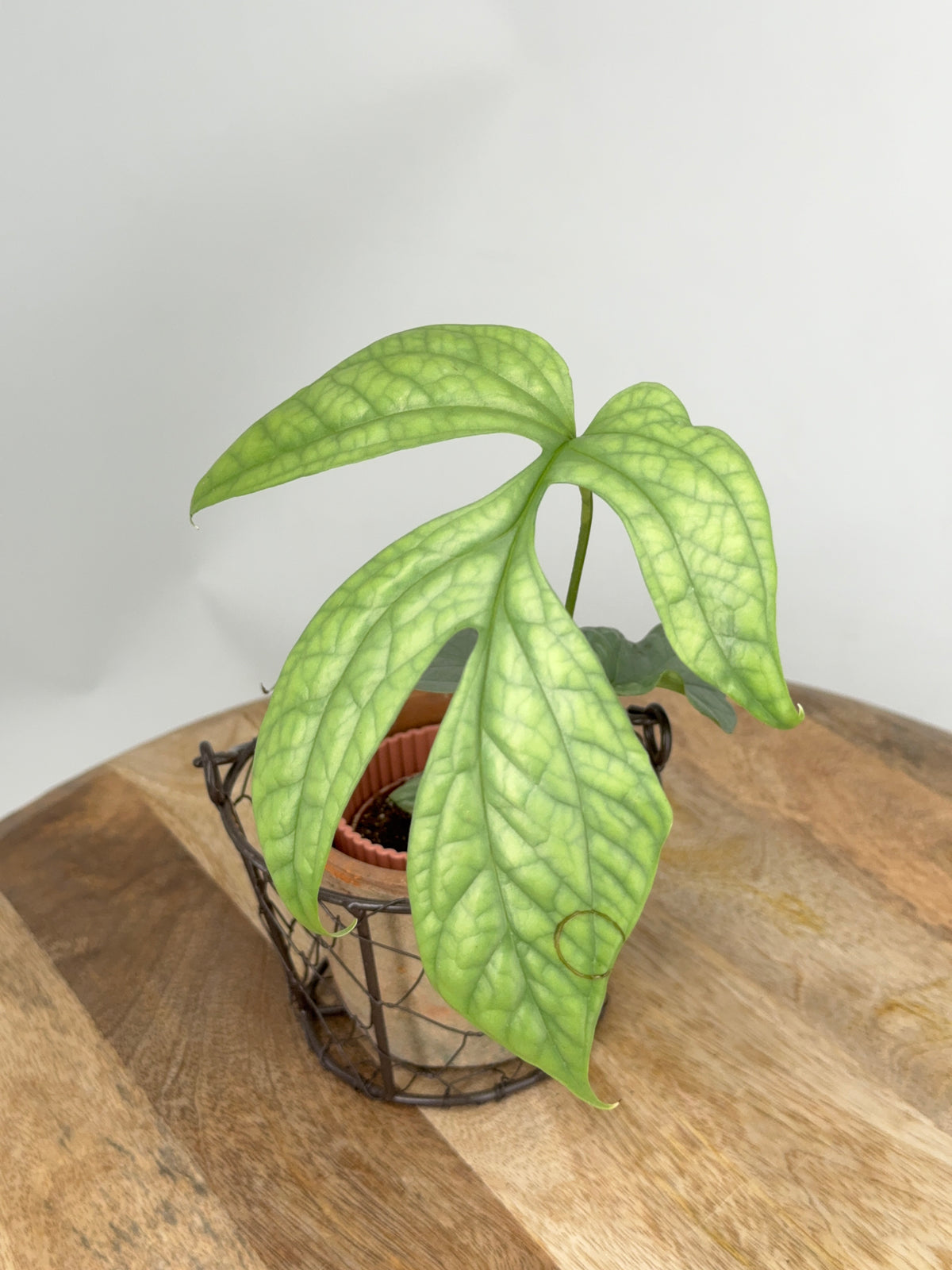 MONSTERA AMYDRIUM MEDIUM SILVER M6