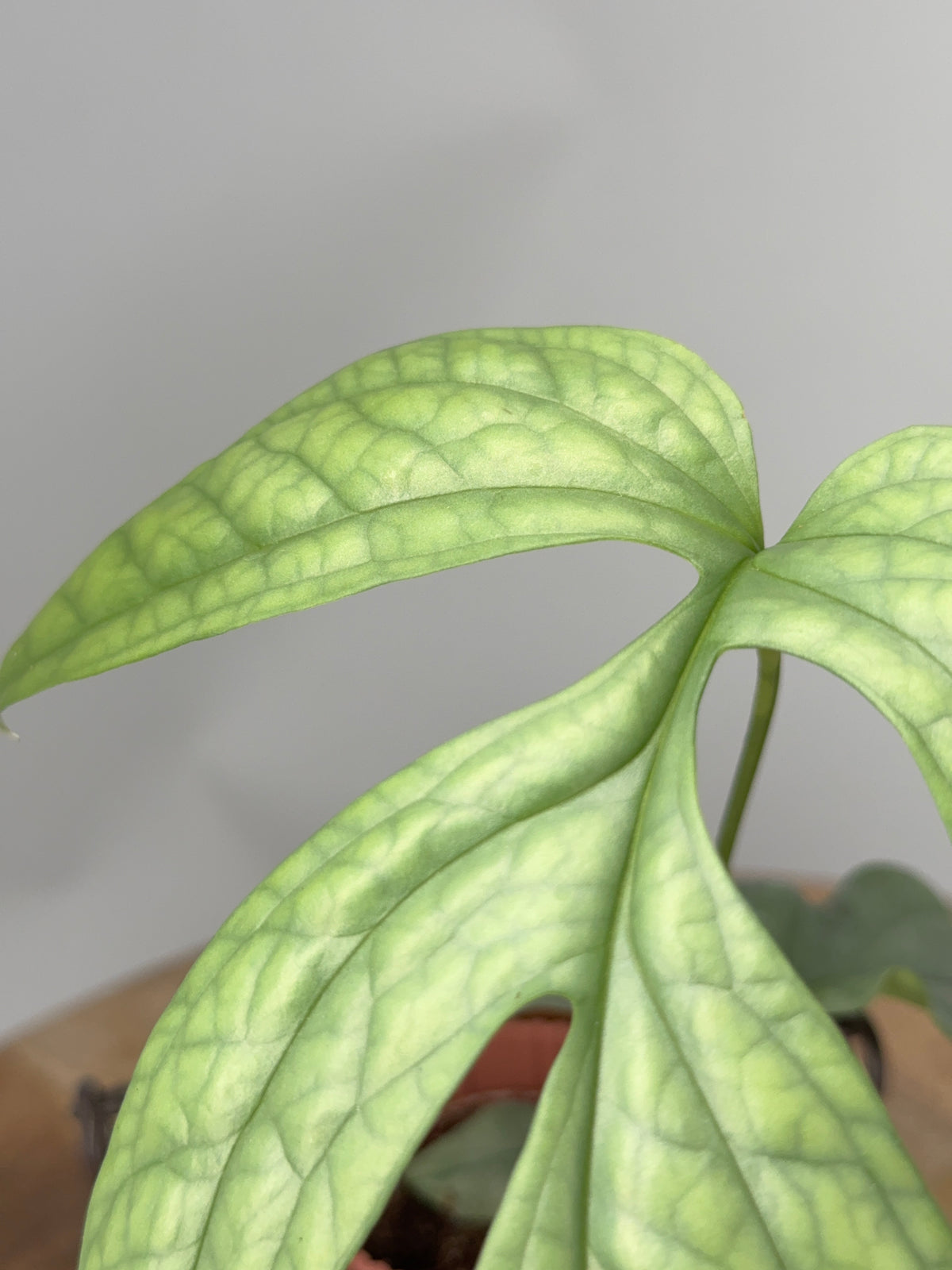 MONSTERA AMYDRIUM MEDIUM SILVER M6