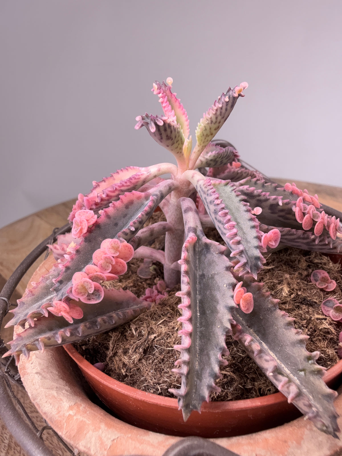 KALANCHOE ROSADO BUTTERFLY M10,5