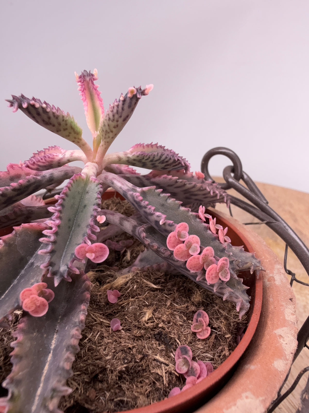 KALANCHOE ROSADO BUTTERFLY M10,5