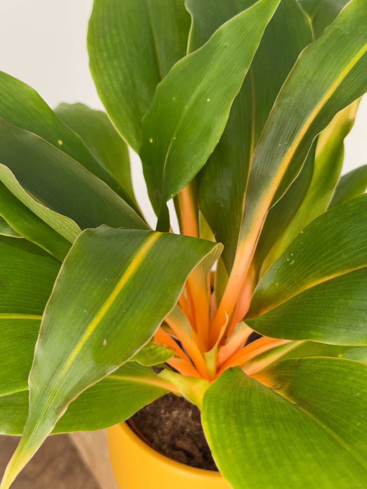 CLOROPHYTUM ORCHIDASTRUM GREEN ORANGE M12