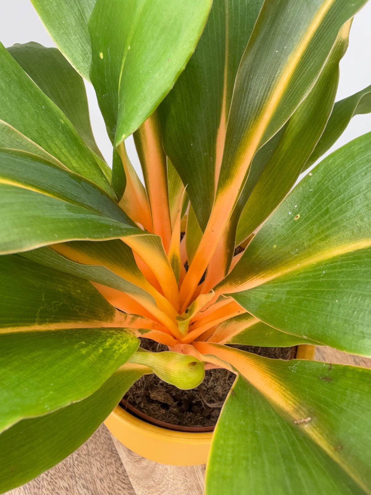 CLOROPHYTUM ORCHIDASTRUM GREEN ORANGE M12