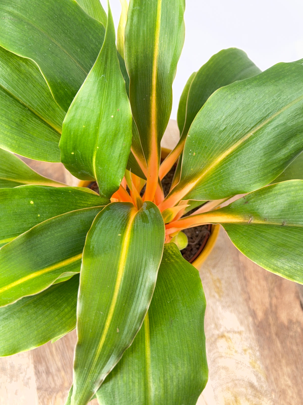 CLOROPHYTUM ORCHIDASTRUM GREEN ORANGE M12