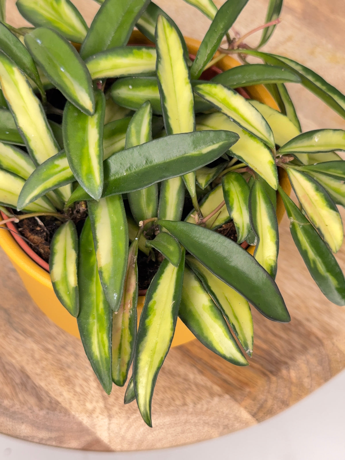 HOYA WAYETTI TRICOLOR M12