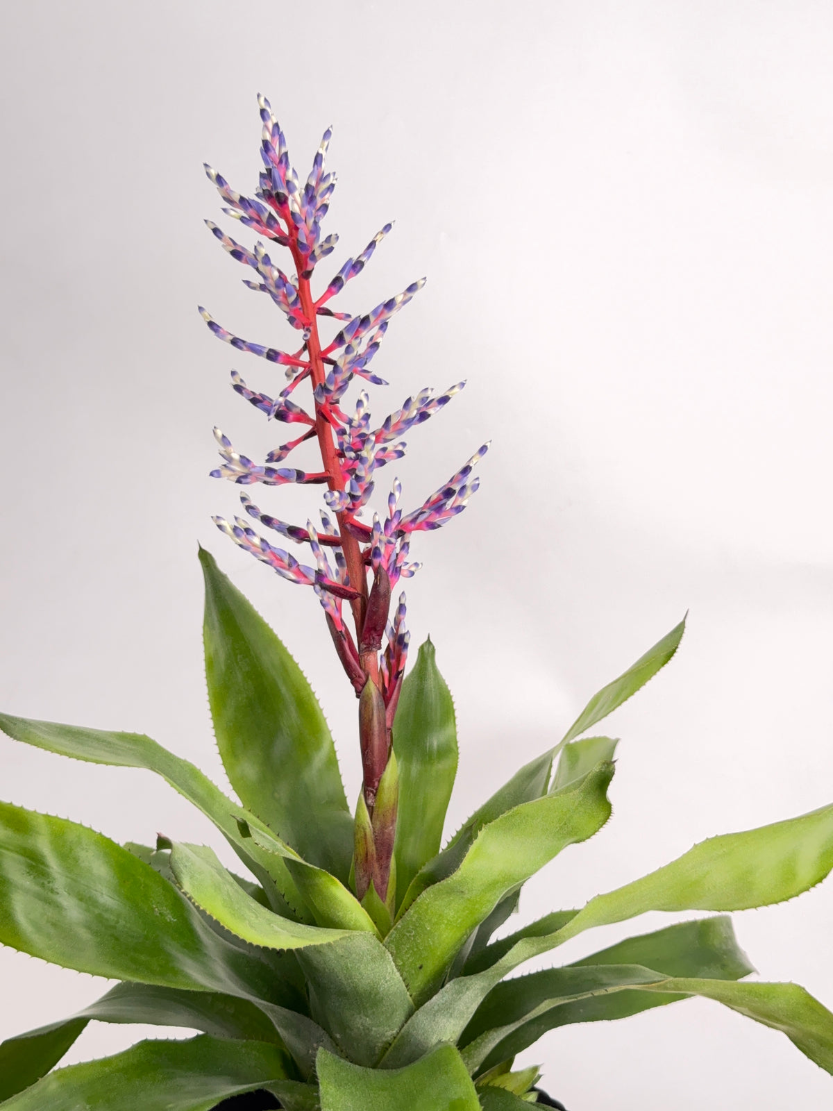 AECHMEA MEZCLADO M15