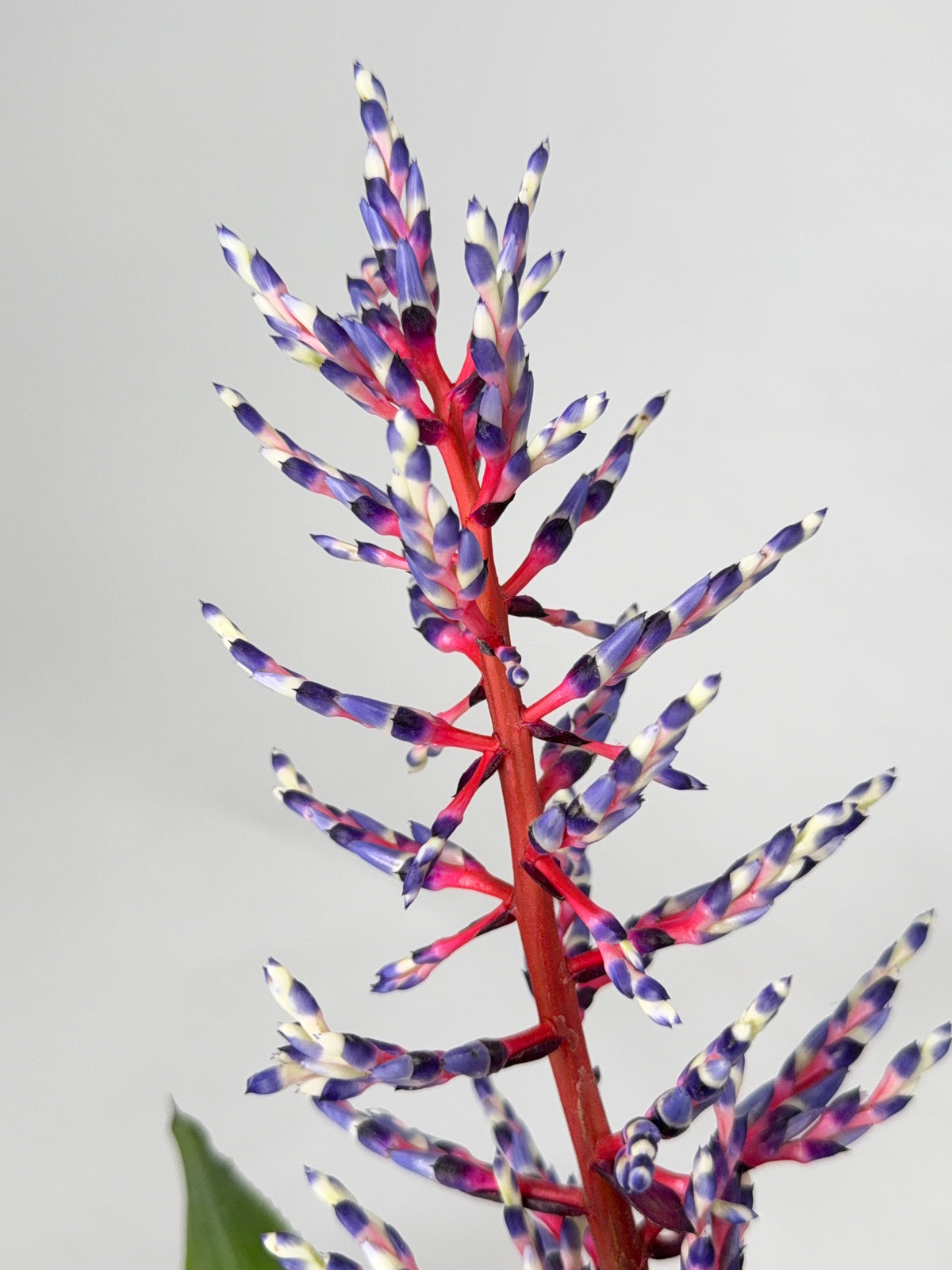 AECHMEA MEZCLADO M15