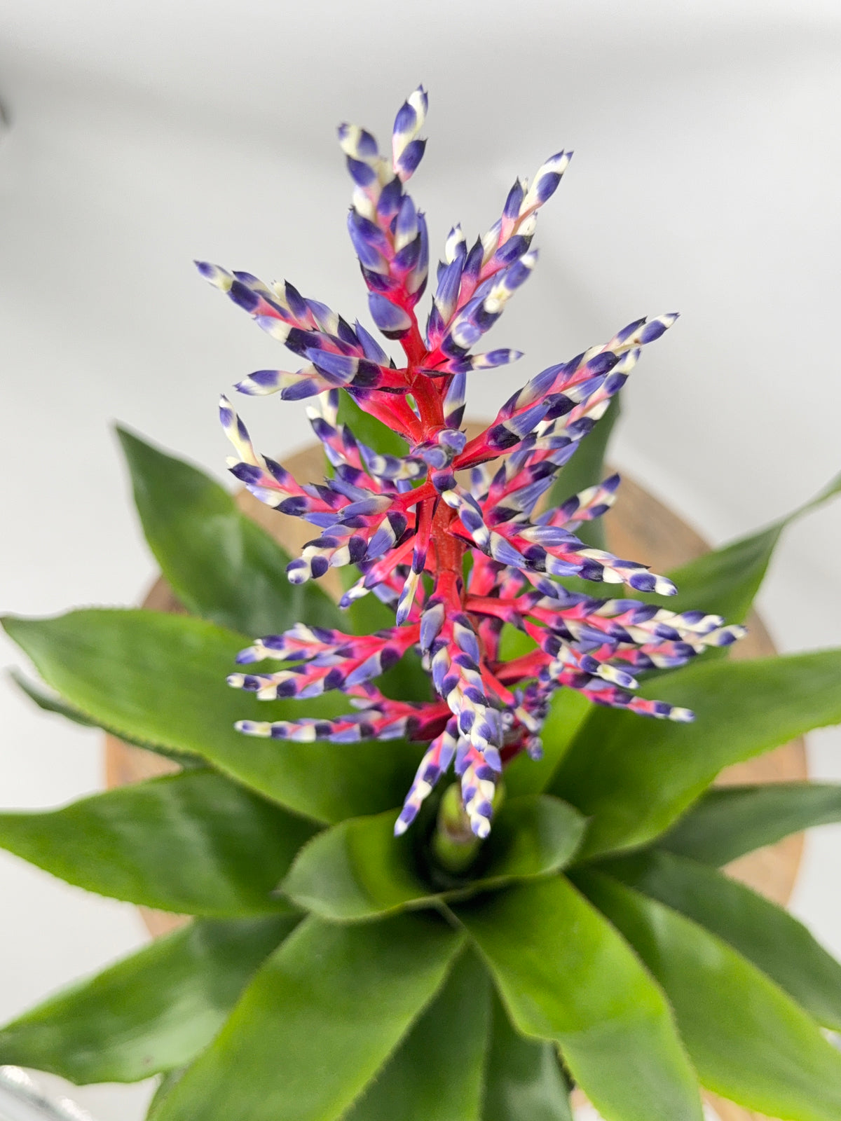 AECHMEA MEZCLADO M15