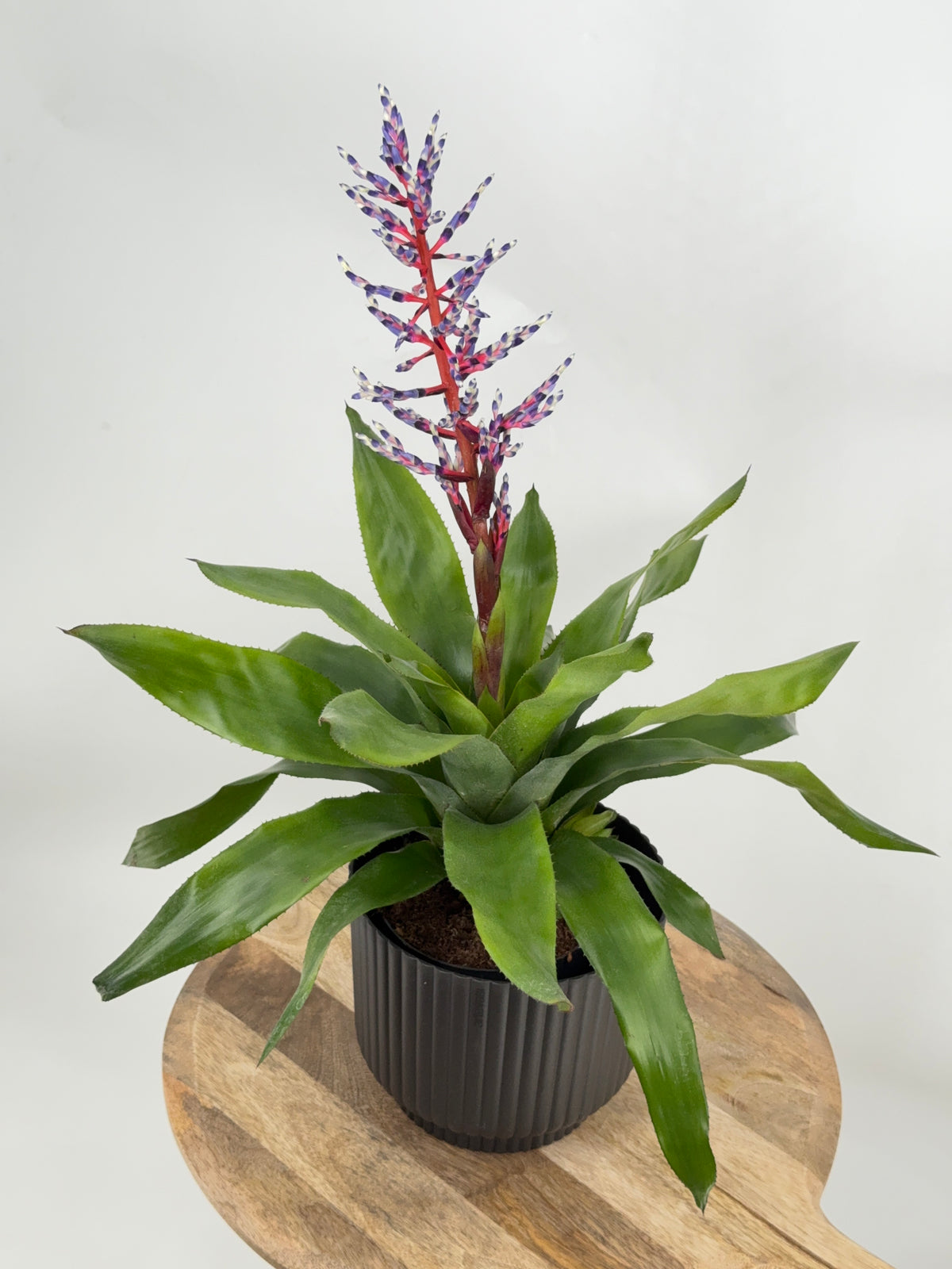 AECHMEA MEZCLADO M15