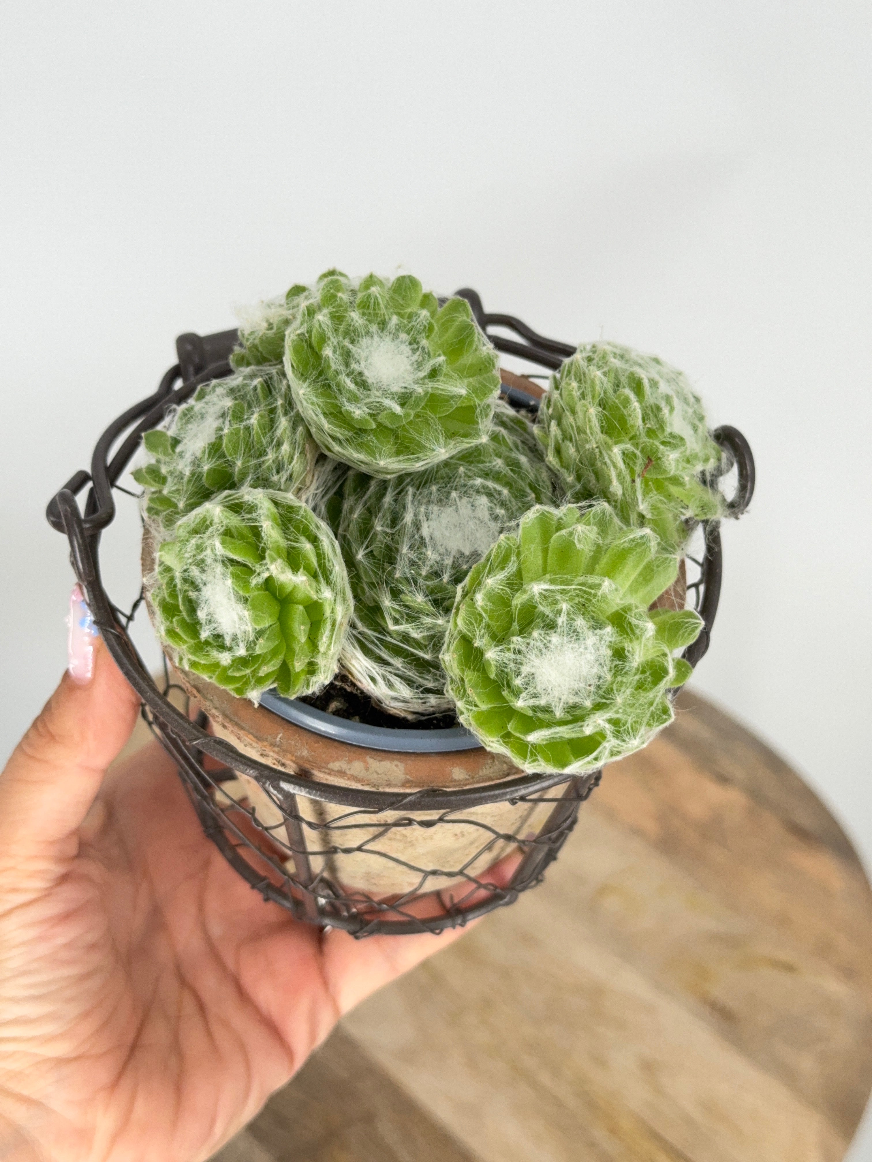 SEMPERVIVUM MIX M9
