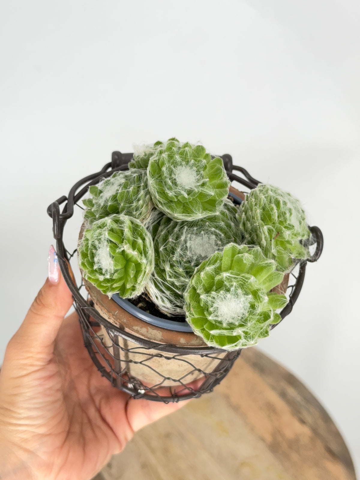 SEMPERVIVUM MIX M9